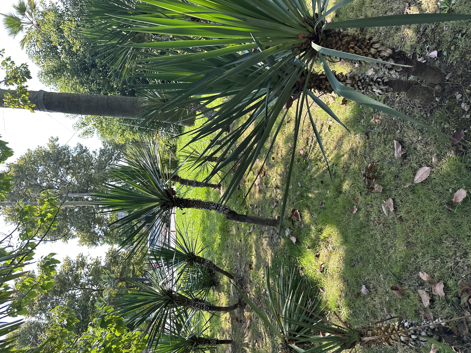 A close-up, low-angle shot captures a group of yucca plants in a grassy area. The plants have tall, rough, fibrous trunks topped with spiky, green leaves. Sunlight dapples the grass and the lower portions of the plants, casting shadows. Dried leaves are scattered across the lawn. In the background, several mature trees with lush green foliage form a dense canopy, with a tall, smooth-barked tree visible to the right. Hints of a road and a light-colored car can be seen in the distance through the foliage. The scene appears to be an outdoor park or garden in Sochi, Russia, given the Mediterranean-like climate suggested by the vegetation and the presence of palm-like plants.