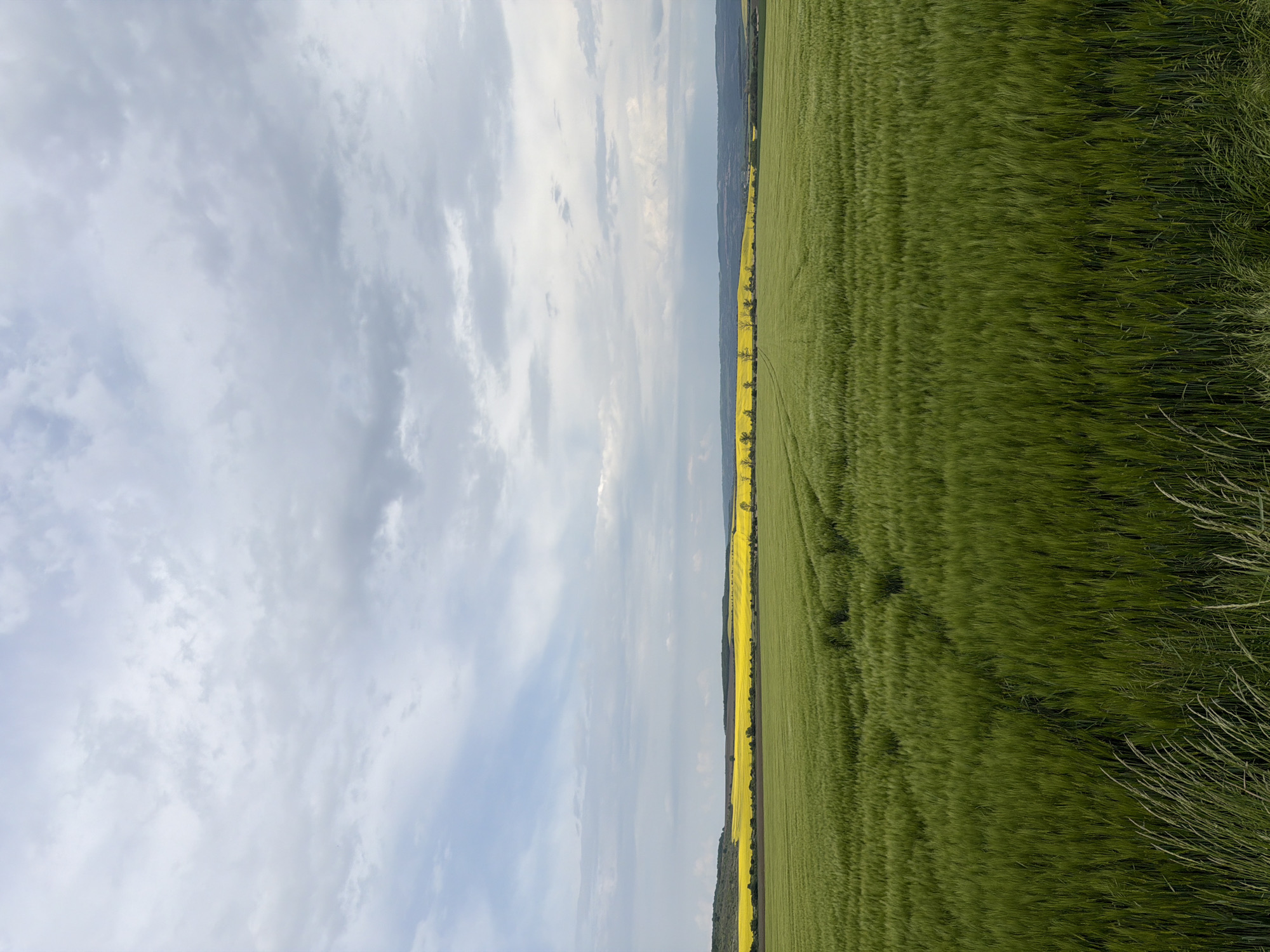 The image depicts a landscape, seemingly in a rural area, with a field of green crops dominating the right side of the frame. Adjacent to the field is a strip of yellow flowers, likely rapeseed, possibly forming a border or edge to the crop field. Beyond the flowers, a slight rise in terrain suggests a distant hill or mountain range. The left side of the frame is filled with a cloudy sky, indicating potentially unstable weather conditions. The location is Goran, Bulgaria. The image lacks any visible people or explicit actions.