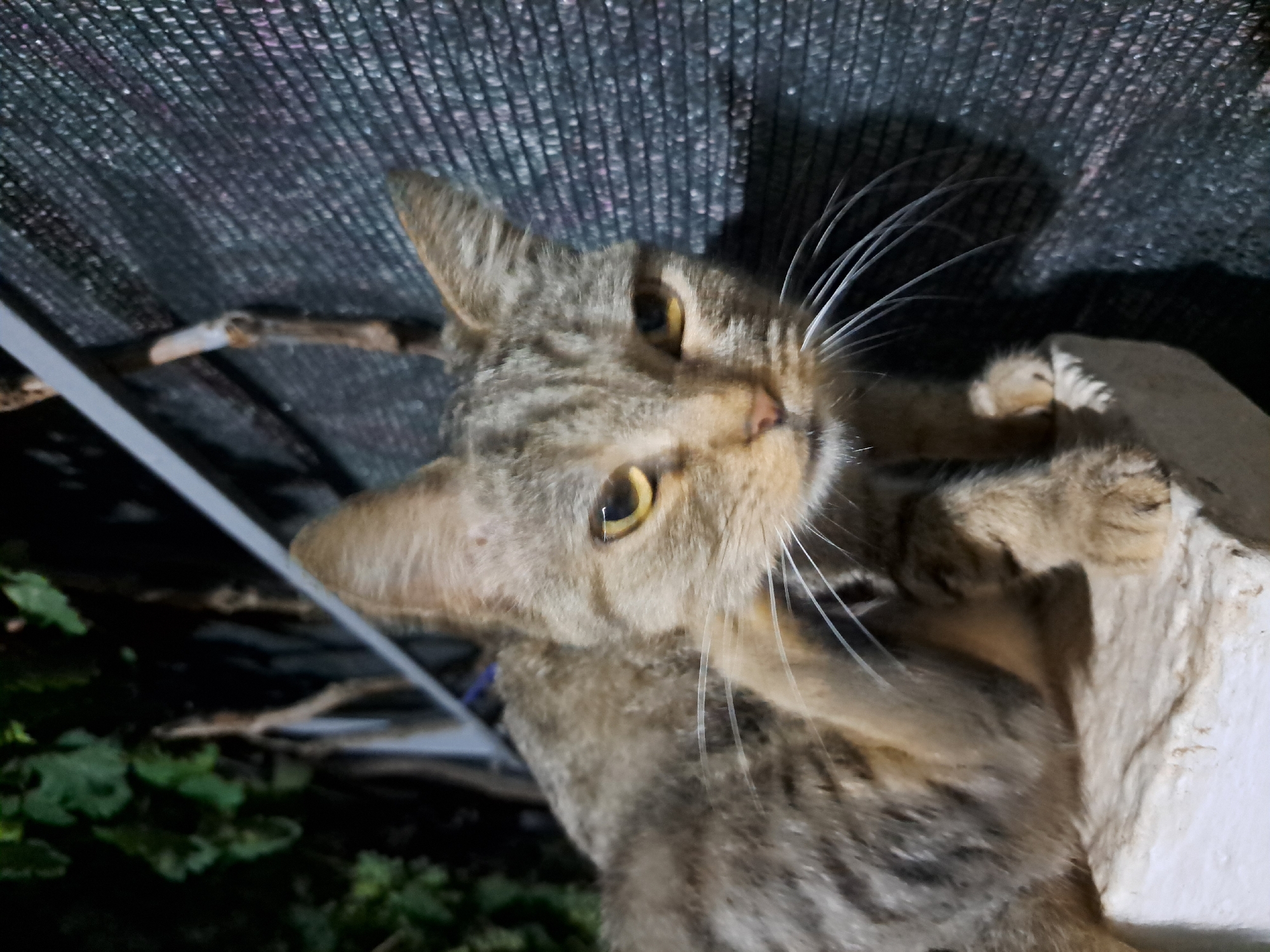 A medium shot captures a tabby cat with yellow eyes scratching its head with its right paw. The cat is perched on a white, rectangular object, possibly a brick or stone block. Its fur is a mix of gray and brown stripes. Behind the cat, a dark, textured surface, likely a fence or screen, is visible. To the left and upper left of the cat, dark green foliage and a metal railing are present. The scene appears to be outdoors at night, with artificial lighting casting shadows. The image does not provide any specific details related to Vypasne, Ukraine.