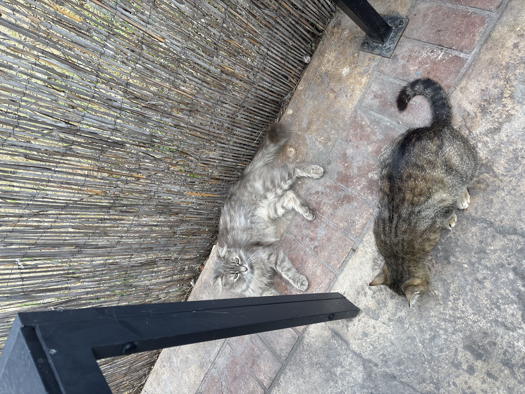 The image shows two cats on a patio. One is a long-haired grey cat lying on its side, facing the camera. The other is a shorter-haired tabby cat with its head down, sniffing the ground. Behind the cats is a fence made of vertical bamboo stalks. A black metal table leg is in the foreground, on the left side of the image. The ground is paved with stone tiles. This scene is located in Panagyurishte, Bulgaria.