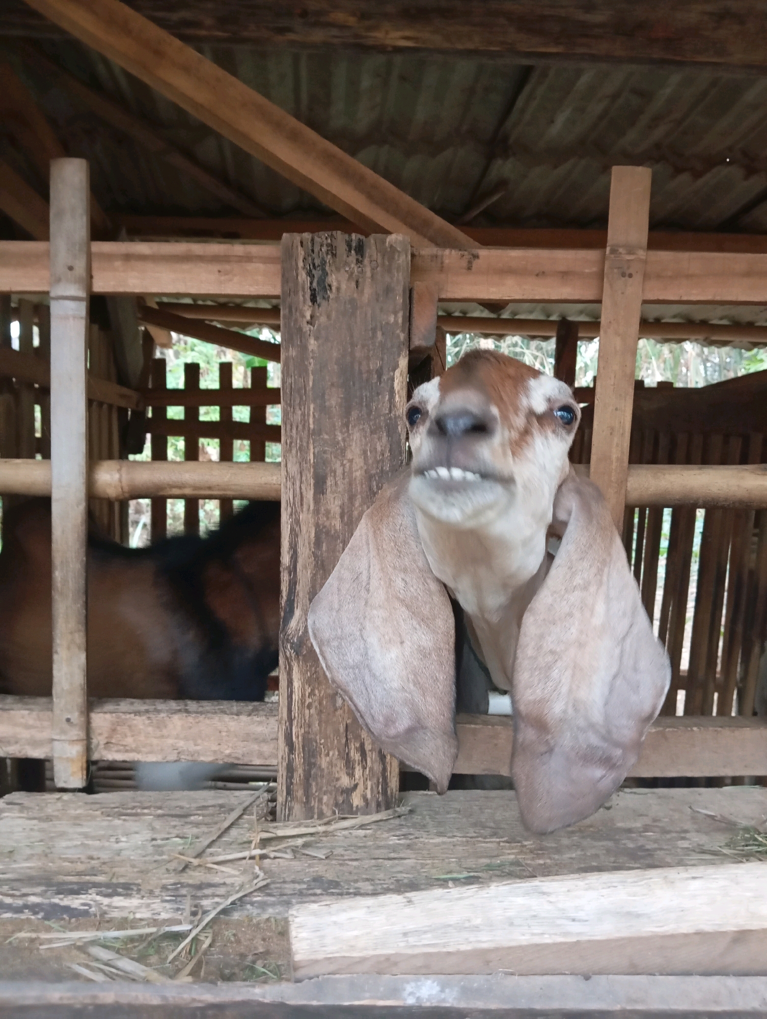 The image shows a goat in a wooden pen. The goat has large ears and its mouth is open, showing its teeth. In the background, another goat is visible, mostly in shadow. The pen appears to be rustic, constructed from rough-hewn wood. The scene is outdoors, with some greenery visible through the pen's fence. The location is identified as Adi Puro, Indonesia.