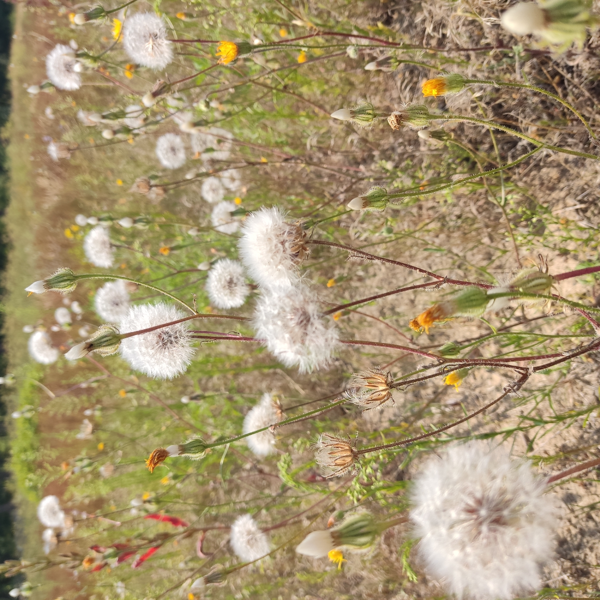 A close-up, eye-level shot shows a field of dandelions in various stages of bloom and seed dispersal. The foreground is dominated by several fluffy, white dandelion seed heads, with some closed buds and smaller yellow flowers interspersed. The stems are thin and reddish-brown, some appearing fuzzy. The background is a soft blur of dried grasses, green foliage, and more distant, out-of-focus flowering plants. The lighting suggests a sunny day. The scene is located in Kotsiubynske, Ukraine.