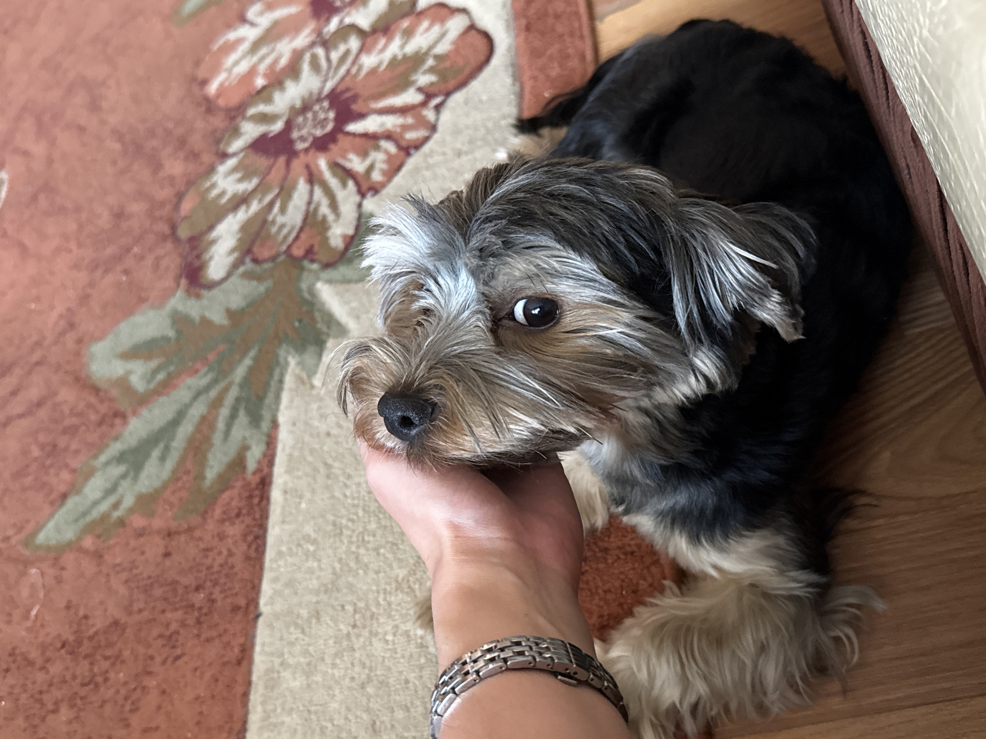 A person's hand, wearing a silver bracelet, gently strokes the head of a small Yorkshire Terrier. The dog has black and gray fur on its back and head, with lighter fur around its face. It is lying down on a carpet with a floral pattern in shades of red, green, and beige. The floor beneath the carpet appears to be wood. The scene suggests a calm and domestic moment. The image location is not specified in the image itself, and therefore cannot be provided.