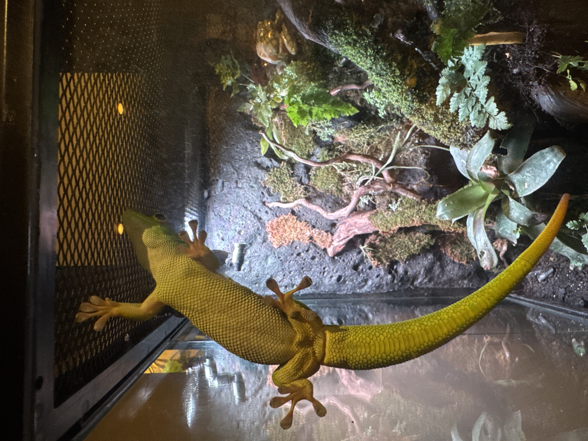 A lime-green gecko clings to the inside glass wall of an enclosure. The enclosure is filled with vegetation, including moss, ferns, branches, and a bromeliad. The left side of the enclosure features a metal mesh panel. The inside of the enclosure appears to be a naturalistic habitat. The enclosure appears to be in a residential indoor setting, not in Kuta Selatan, Indonesia.