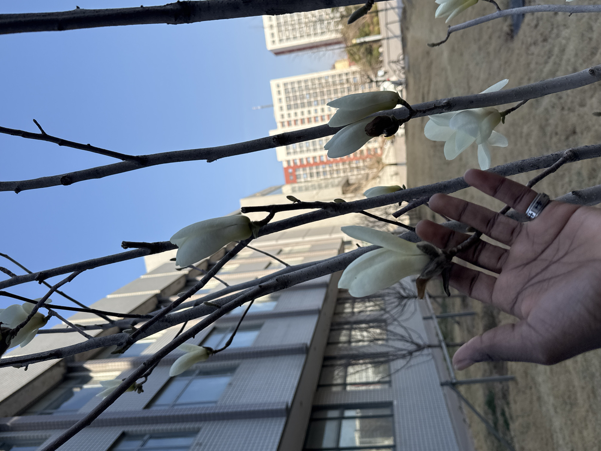 A photograph taken in Zhongtun, China, depicts a person's hand reaching toward a white flower bud on a tree branch. In the background, a multi-story building with numerous windows is visible, along with a patch of brown grass. The sky is light blue. The focus is on the flower and the hand, which has a ring on one of the fingers.