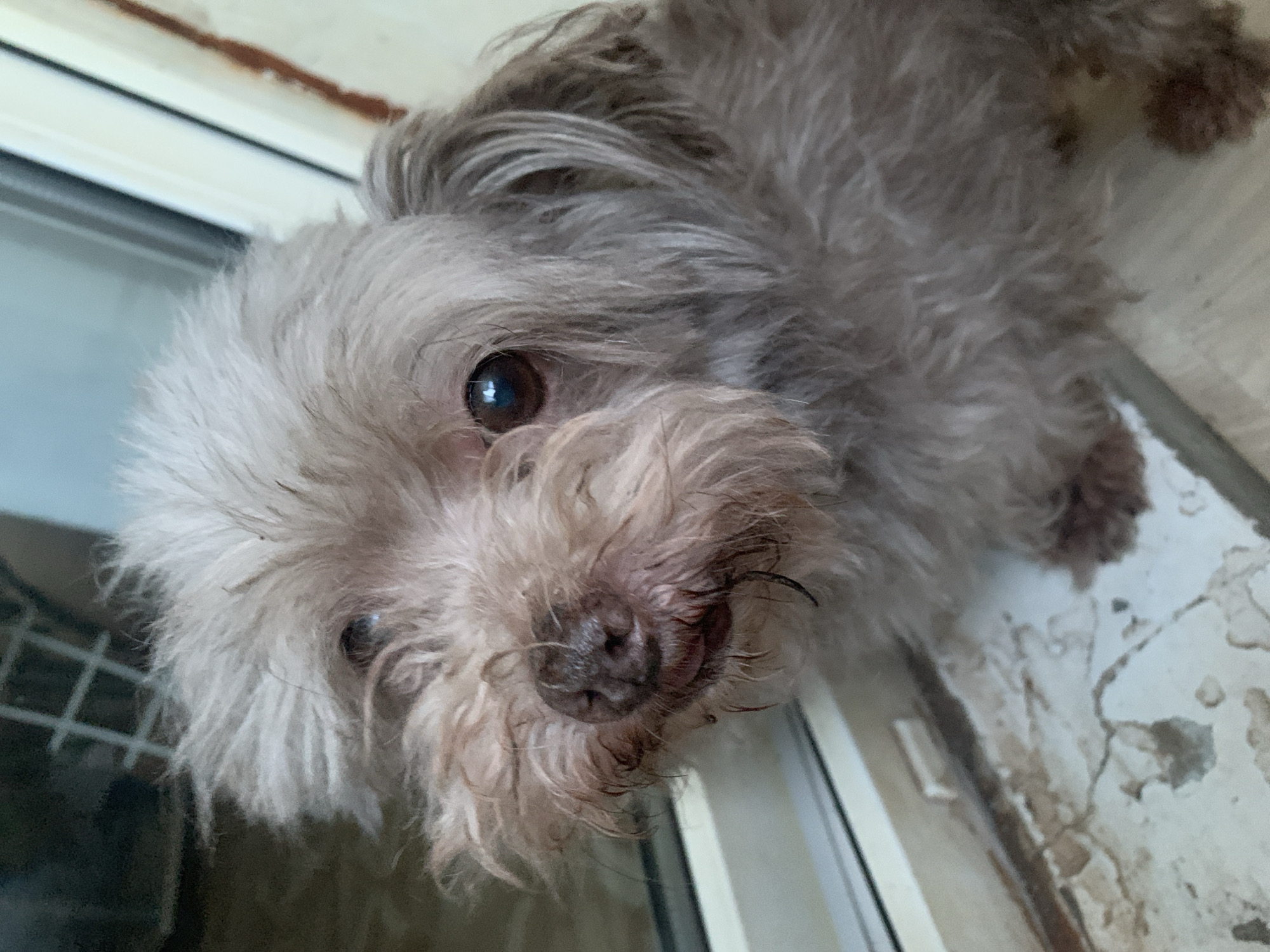 A light brown, fluffy dog is positioned close to a window, with its head turned towards the camera. The dog has dark eyes and a wet nose. The window frame and sill are visible, as is a white tiled surface beneath the dog. The background is blurred, but appears to be indoors, with a dark, grid-like object visible to the left. The overall impression is of a close-up portrait of a domestic pet.