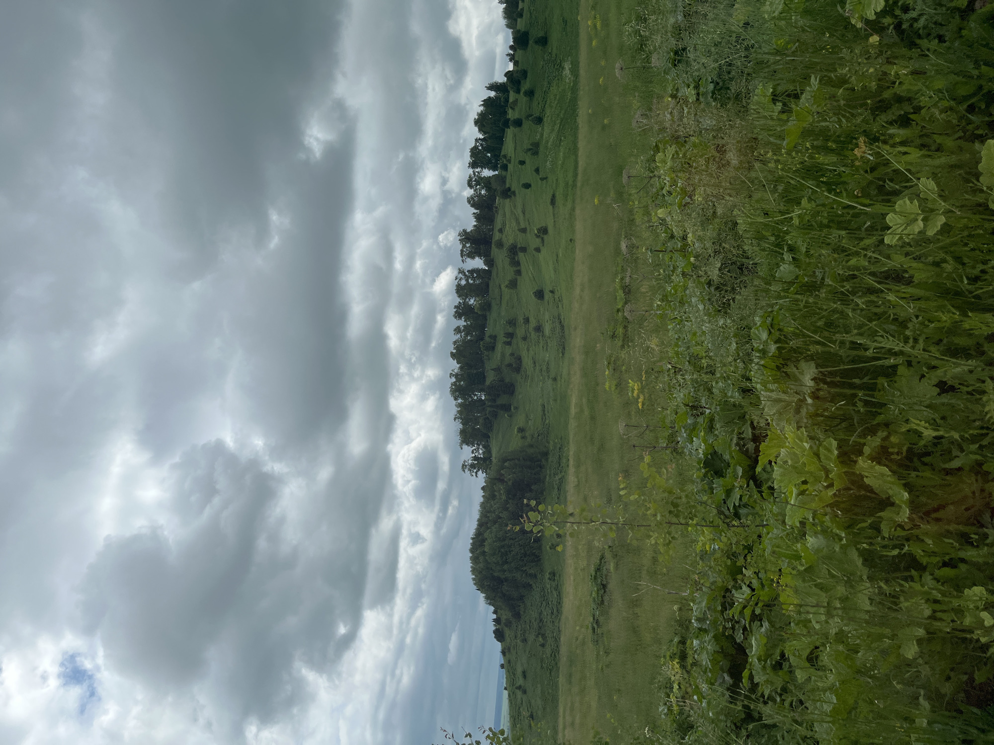 The image depicts a landscape scene with rolling green hills under a dramatic, cloudy sky. The foreground is filled with dense, green vegetation, including large leafy plants and tall grasses. In the mid-ground, the hills are covered in lush grass with scattered trees and bushes. A prominent cluster of trees forms a dense forest on a rounded hilltop in the middle distance. The background shows a continuation of rolling hills extending towards the horizon. The sky is overcast with heavy, gray clouds, suggesting a possibility of rain. The scene is devoid of any human presence or activity. The environment appears to be a rural or natural setting, possibly a meadow or pastureland with forested hills.