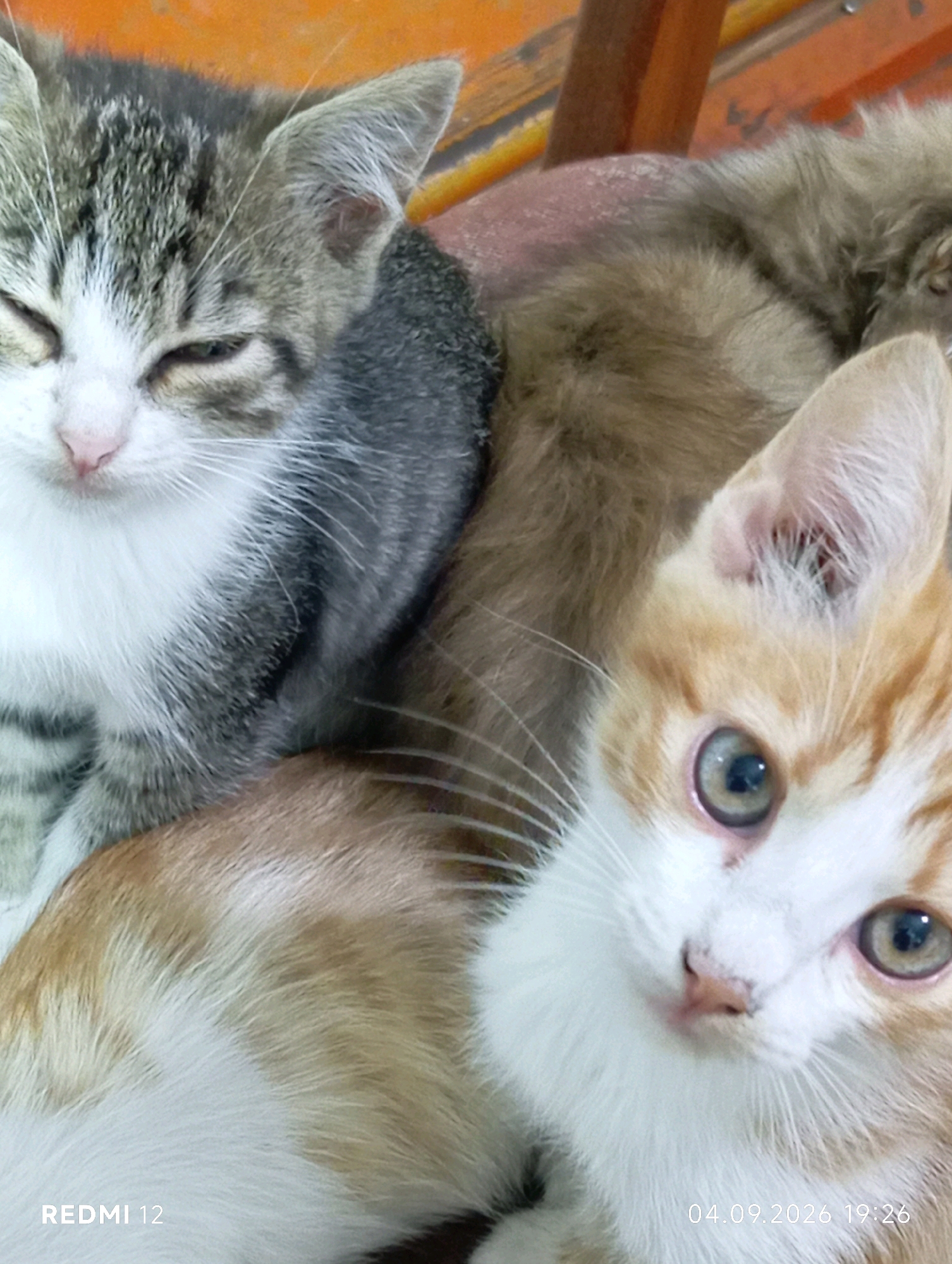 In the city of Smila, Ukraine, a close-up image captures a tender scene of three kittens huddled together. The kitten in the foreground, a ginger and white tabby, gazes directly at the camera with wide, curious eyes. Its fur is soft and fluffy, with patches of orange and white. To its left, another kitten, a grey and white tabby, rests with its eyes closed, appearing to be asleep. Its fur is striped with darker grey. Behind these two, a third kitten, a lighter brown and grey tabby, is partially visible, its head turned away from the camera. The kittens are nestled together on a soft surface, possibly a blanket or cushion, with an orange background suggesting a warm and cozy environment. The image is timestamped with "REDMI 12" and "04.09.2026 19:26".