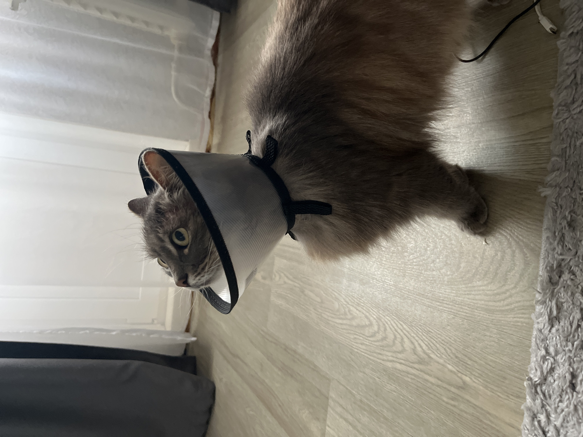 A gray cat is wearing a gray and white veterinary cone on a light wood floor. The cat's head and front body are in the left side of the image, while the rest of the body goes to the right side of the image. Some white curtains are on the upper left, along with some black furniture on the bottom left. A gray carpet is on the right. The image was taken indoors. The location of the image is unknown and cannot be determined from the contents of the image.