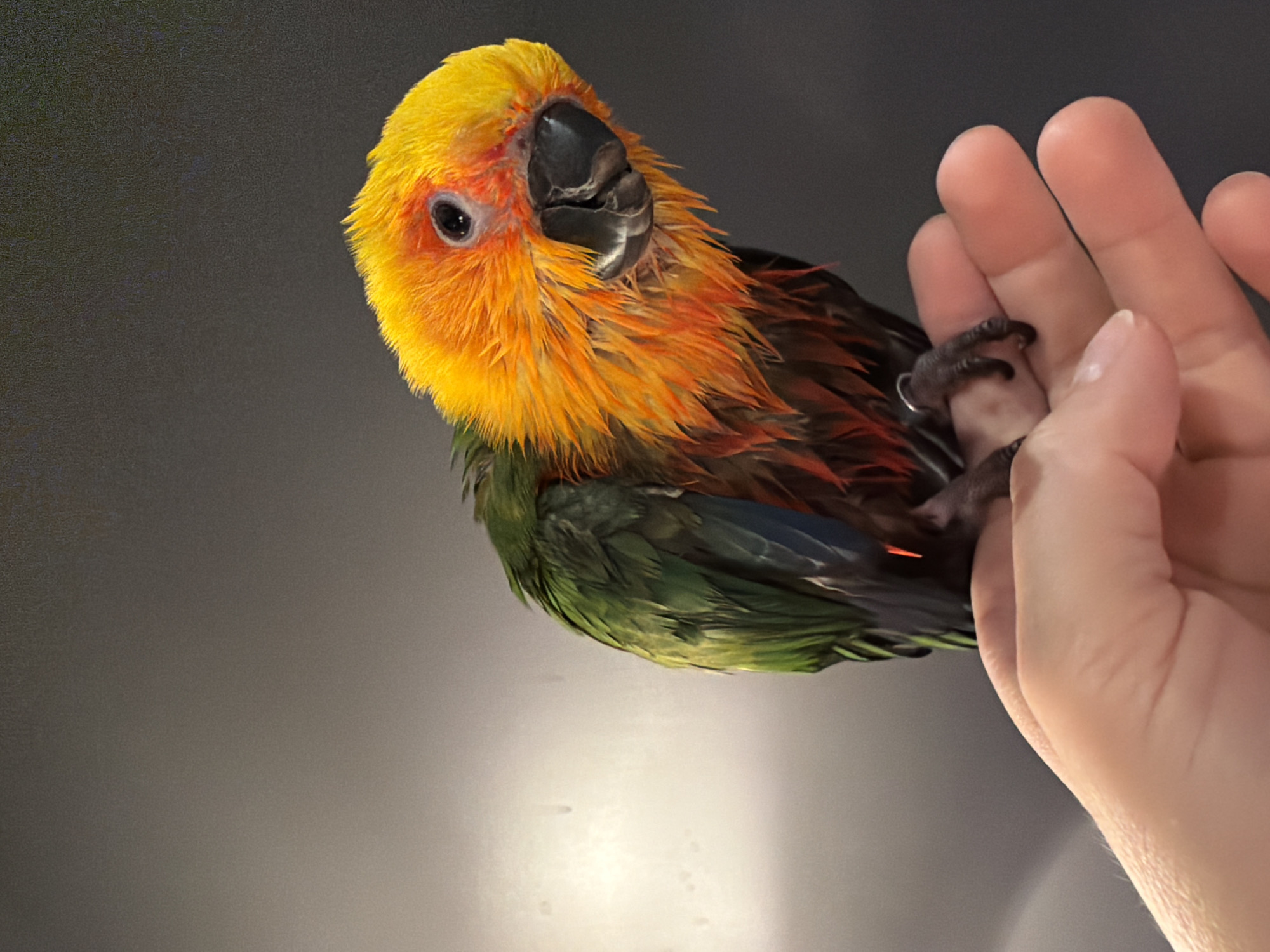 A wet, colorful parrot, predominantly yellow and orange on its head and chest with green on its back and some blue and red accents, is perched on a person's hand. The parrot's feathers appear ruffled and damp, suggesting it has recently been bathed. The bird is looking towards the right of the frame with its beak slightly open. The hand is positioned in the lower part of the image, with the fingers gently cupping the bird. The background is a dark, textured wall with some faint lighter areas on the left, possibly indicating a light source. The image does not contain any information related to the city of Khimki, Russia.