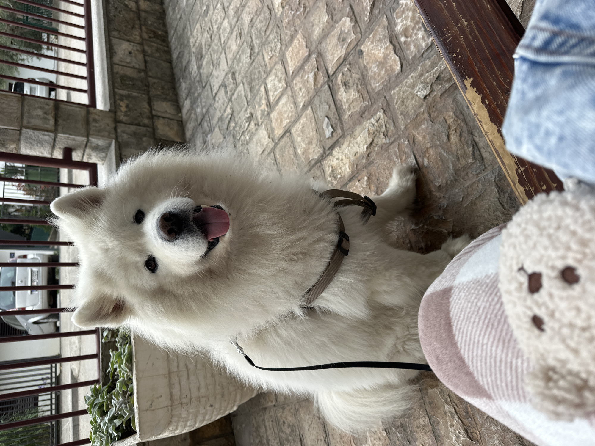 A white Samoyed dog sits on a cobblestone surface, wearing a gray harness and black leash. The dog's tongue is out, and it appears to be panting. A wooden surface is partially visible on the right side of the frame, along with a pink and white plaid object. In the background, there is a metal fence and a glimpse of a building and vehicle. The setting appears to be outdoors in Šušanj, Montenegro.