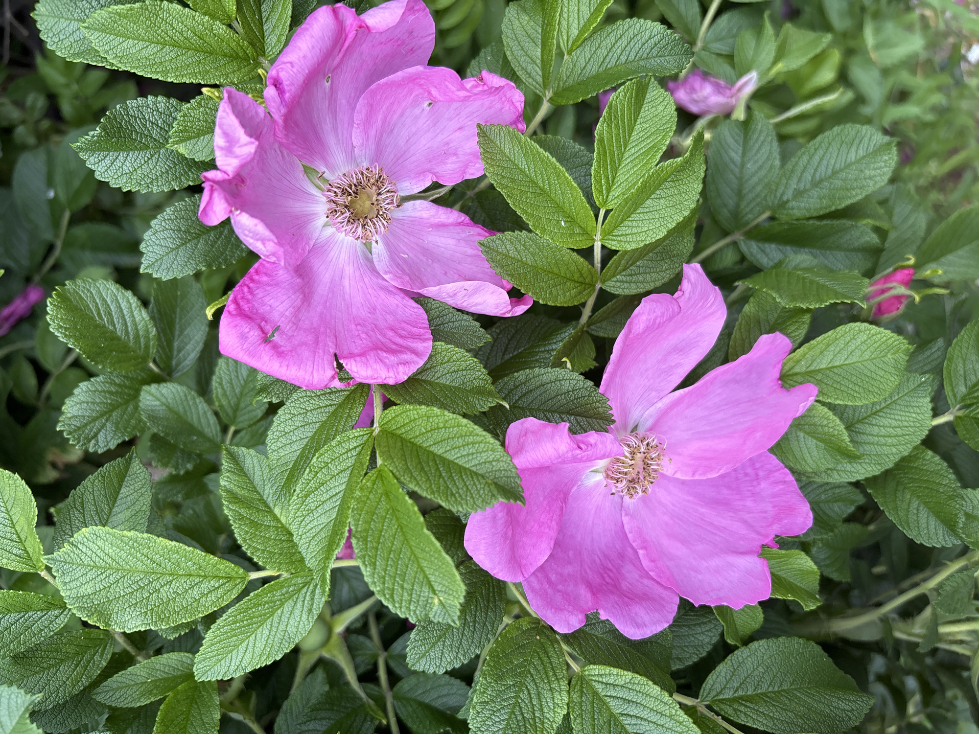 The image displays a close-up, top-down view of two vibrant pink dog roses in full bloom, interspersed with lush, dark green leaves. The flowers have delicate, crinkled petals and prominent, brown stamens at their centers. The leaves are serrated and have a textured, veined appearance. The background is a blur of more green foliage, suggesting a natural, outdoor setting. There is no indication of the location being Saint Petersburg, Russia, or any specific city. The scene is static, with no people or discernible actions taking place. The lighting is even, suggesting it is daytime, possibly overcast.