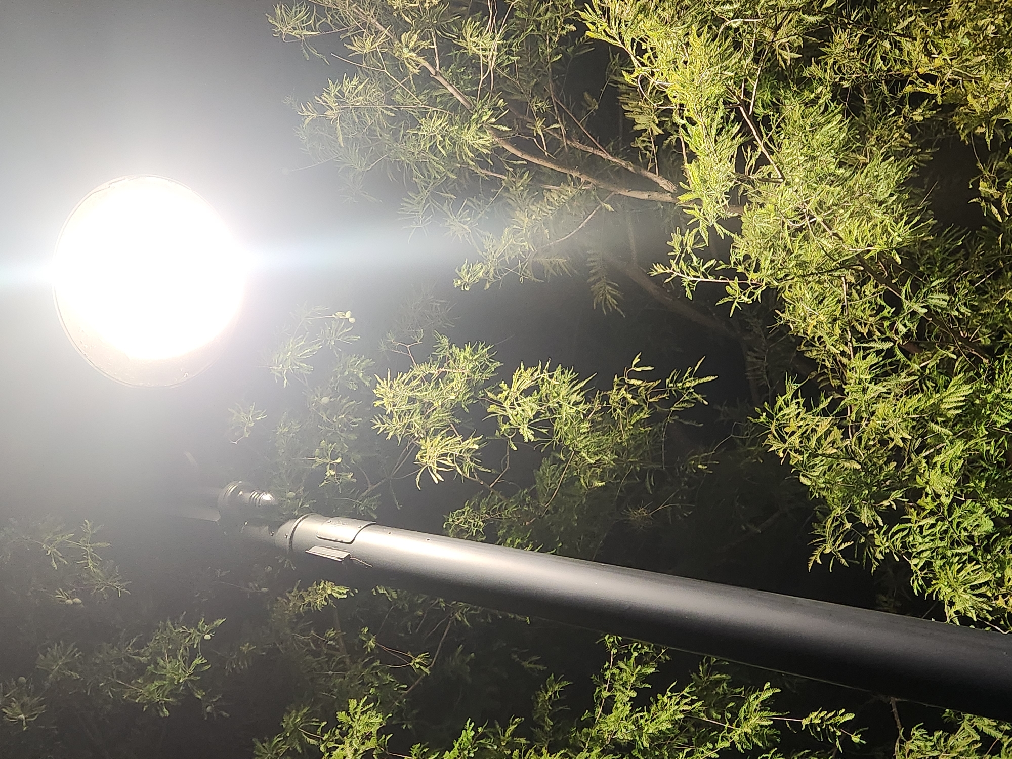 A black lamppost stands vertically on the left side of the frame, extending upwards and out of view. At the top of the lamppost, a bright, white light is illuminated, casting a glow and creating lens flare that extends downwards and to the right. Surrounding the lamppost and light are numerous green branches and leaves, characteristic of a tree. The foliage is densely packed, with some branches extending into the foreground and others receding into the background, obscured by darkness. The image appears to be taken at night, as indicated by the dark background and the artificial illumination from the lamppost. The scene suggests an outdoor environment, likely a park, street, or residential area, given the presence of street lighting and trees. Without specific landmarks or identifying features, the exact location within Altamonte Springs, Florida, cannot be determined from the image alone.