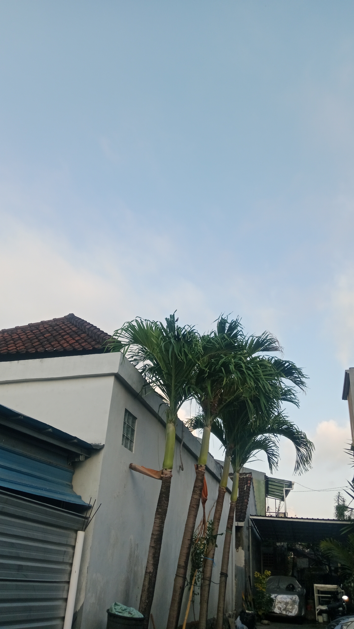 In Denpasar, Indonesia, a scene unfolds with a light blue sky serving as the backdrop. In the foreground, three palm trees stand tall, their fronds swaying gently. To the left, a white building with a tiled roof is partially visible, featuring a small, rectangular window. Adjacent to the building is a large, corrugated metal structure, likely a garage door, with a blue roof overhang. Further to the right, a covered parking area shelters a car wrapped in a reflective material, suggesting it is either being stored or protected from the elements. The overall impression is a residential or commercial area in Denpasar, with a focus on outdoor elements and architectural structures.