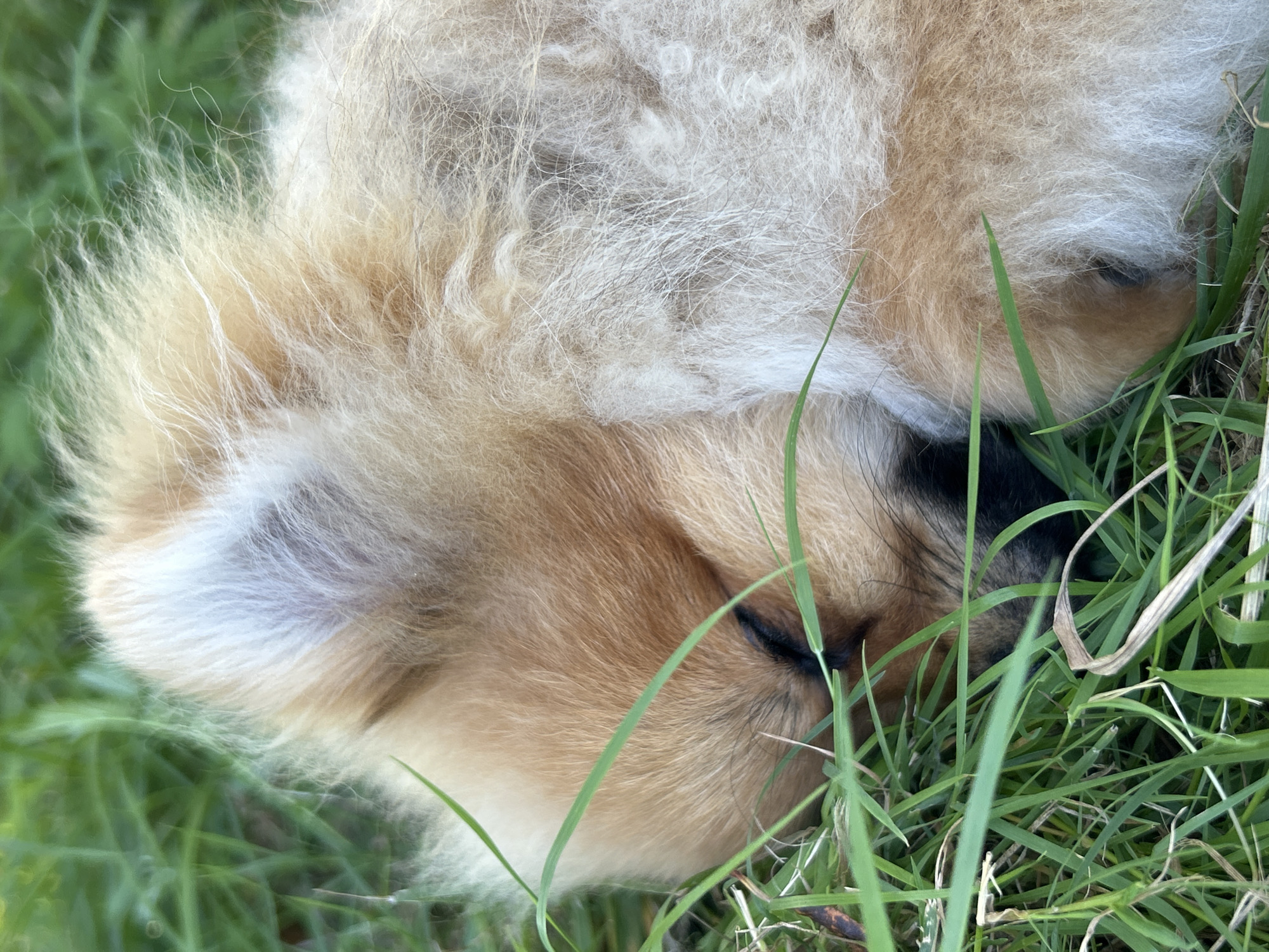 A small, fluffy Pomeranian dog is sleeping peacefully in a patch of green grass. The dog's fur is a mix of light brown and white, and it is curled up in a ball, with its eyes closed and its head nestled in the grass. The grass is lush and green, and some blades of grass are lying across the dog's face. The image is a close-up shot, and the focus is on the dog's fur. The background is blurred, but it appears to be a natural outdoor setting.