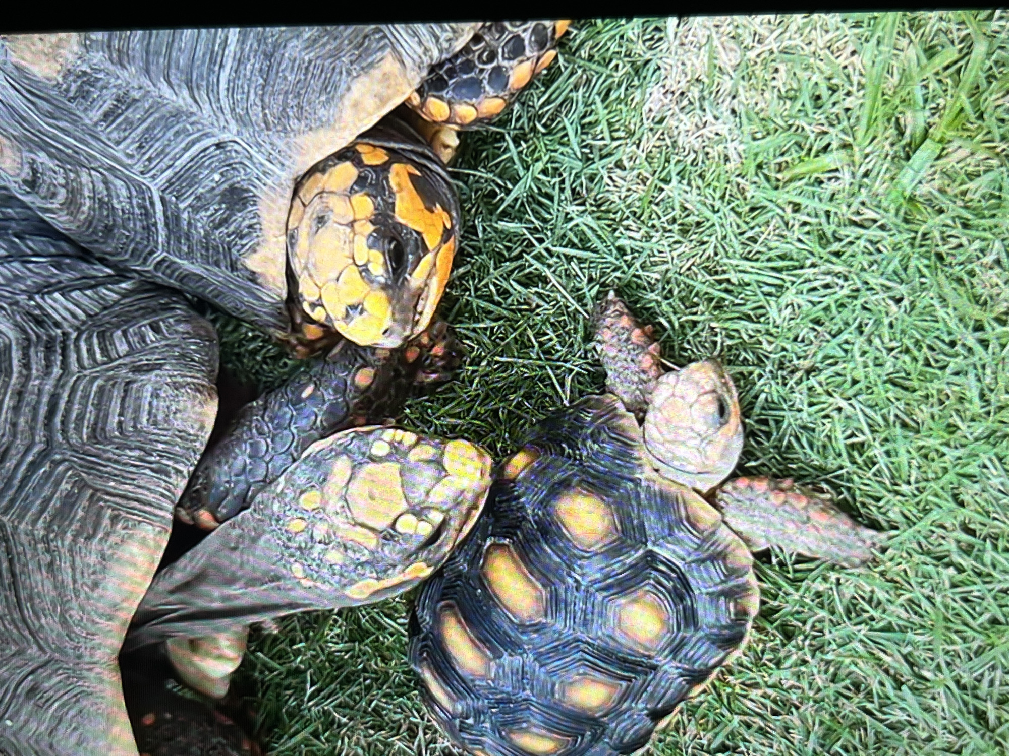 This is a close-up, eye-level shot of three red-footed tortoises on a patch of green grass. The tortoises are positioned in a way that suggests they are interacting or clustered together. One tortoise, in the foreground and on the left, has its head and front legs visible. Its shell is dark with yellow and orange markings. Another tortoise is positioned behind and to the right of the first, with its head and neck extended, displaying its yellow and black patterned head. A third, larger tortoise is visible in the background, with only its shell and legs showing. The grass is short and appears to be a lawn or park setting. The image does not contain any information to indicate a specific location in Tinaquillo, Venezuela.