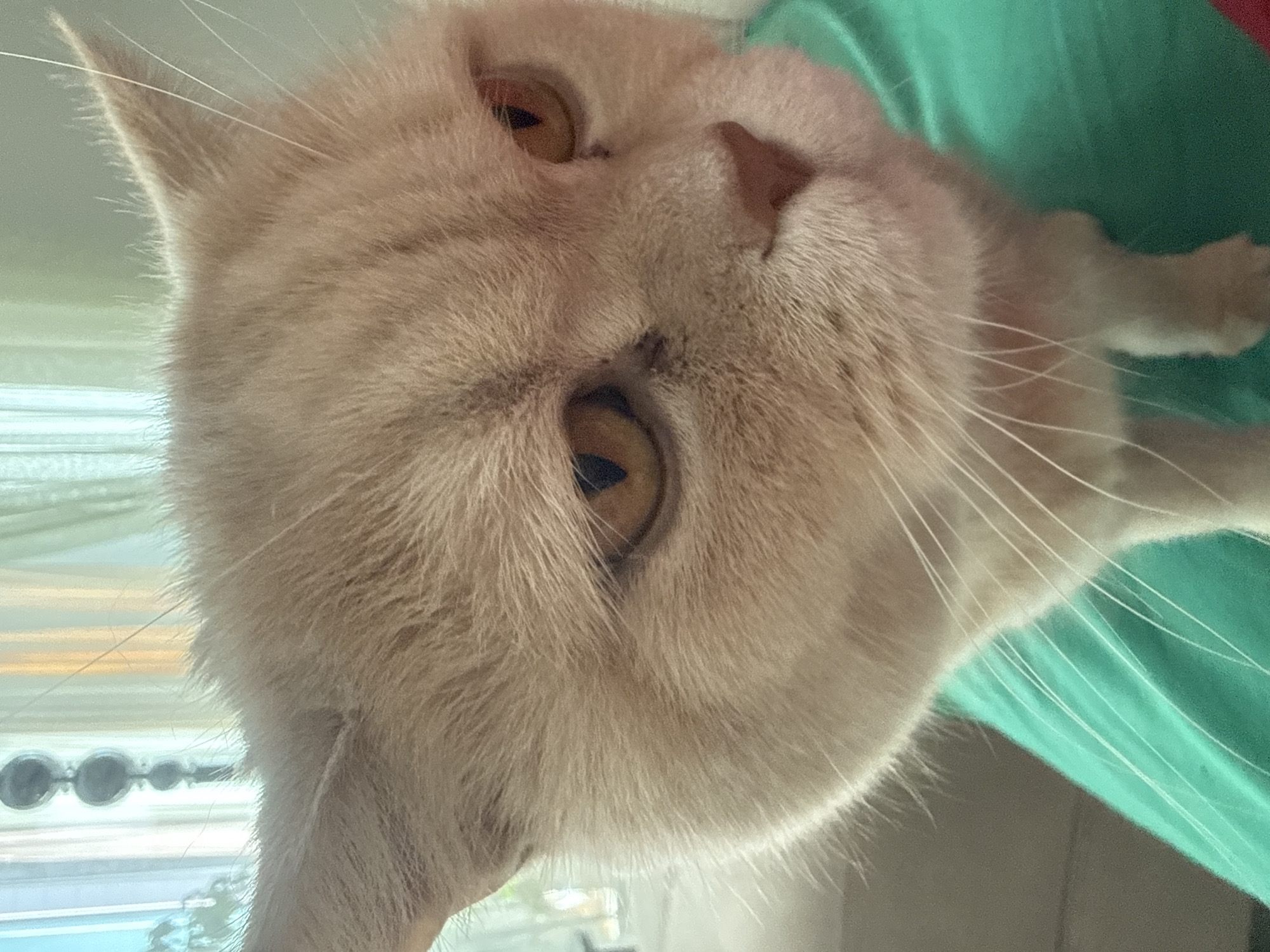 This close-up portrait captures the face of a light-colored cat, likely cream or light ginger, looking directly at the camera. The cat's head is tilted, giving the impression it might be upside down or resting on its back. Its most striking features are its prominent, almond-shaped eyes, which are a vivid amber or golden color with distinct vertical pupils. Long, white whiskers extend outwards from its muzzle. The fur appears soft and fluffy.
In the background, a blurred section of teal or green fabric is visible to the right of the cat's head, suggesting it might be resting on a person or a soft surface like a blanket. To the left, a light, blurred area hints at a window, with soft natural light illuminating the scene, indicating daytime. Some indistinct, circular shapes can be vaguely seen in the far background through what appears to be glass. The cat's expression is one of curiosity and attentiveness. There is no visible text in the image.