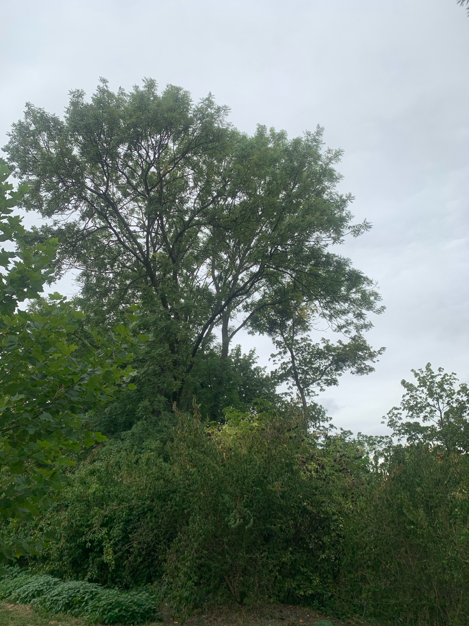 The image shows a view of lush green trees and bushes against a cloudy sky. The foreground features dense green foliage, likely bushes and smaller trees, with a patch of ground cover visible at the bottom left. The midground is dominated by a large tree with a full canopy of green leaves and intricate branches. To the left of this main tree, another tree with broad, distinct leaves is partially visible. In the background, more trees and foliage are discernible, interspersed with glimpses of the overcast sky. The scene suggests a natural or park-like setting.