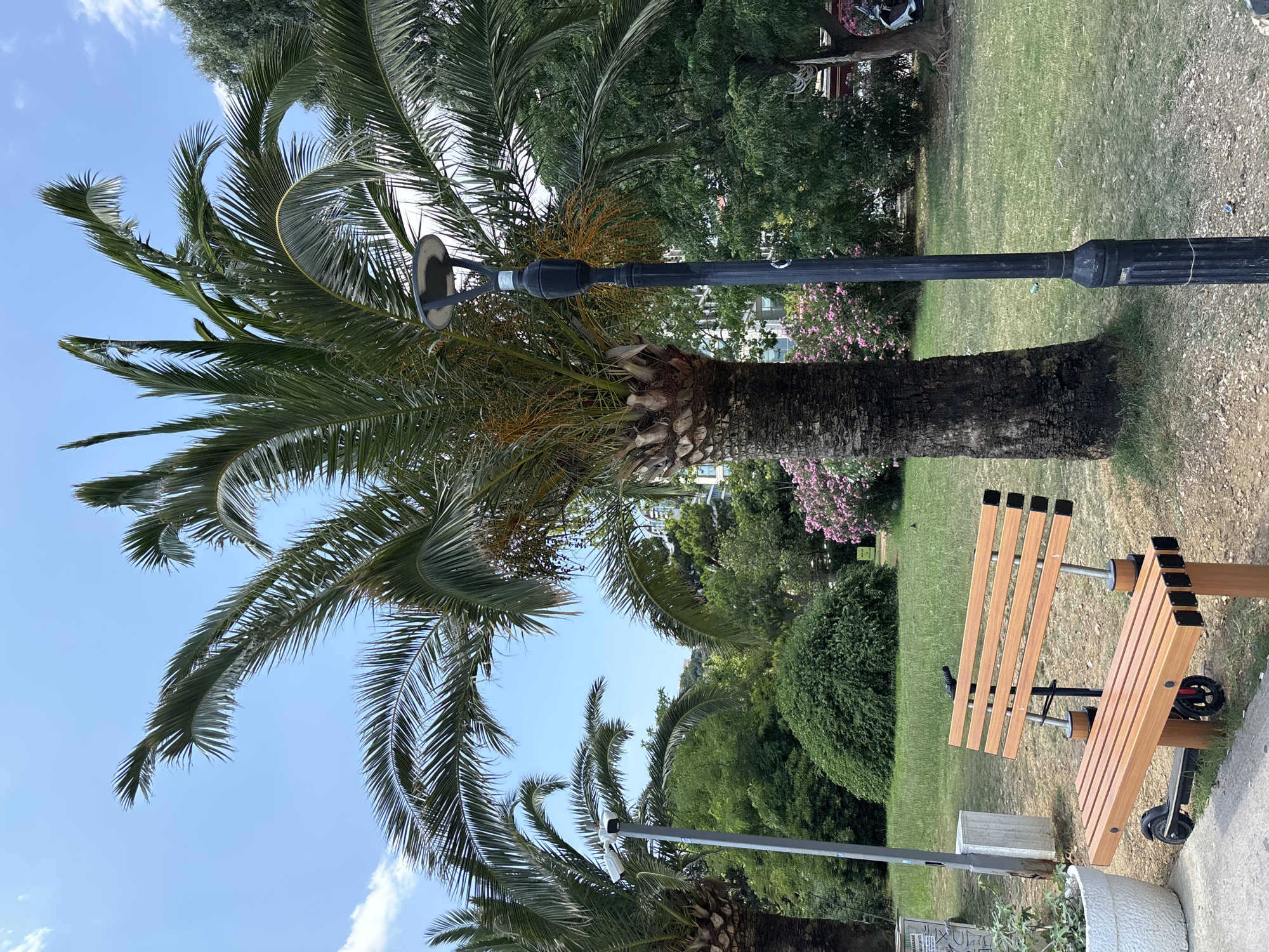 The image depicts a park scene in Budva, Montenegro, on a sunny day with a clear blue sky and some scattered clouds. In the foreground, a modern wooden bench with metal supports is positioned on a gravel and grass area. An electric scooter is parked beneath the bench. To the right of the bench, a tall black lamppost stands in front of a large palm tree. The palm tree's trunk is thick and textured, with green fronds arching upwards. Beyond the bench and lamppost, lush green grass covers the ground, with various trees and bushes forming a dense backdrop. Pink flowering bushes are visible to the left of the lamppost. In the distance, hints of buildings can be seen through the foliage. Another palm tree is visible to the left of the frame, and to its left, a white trash bin and a potted plant are present. The overall atmosphere is that of a well-maintained public park.