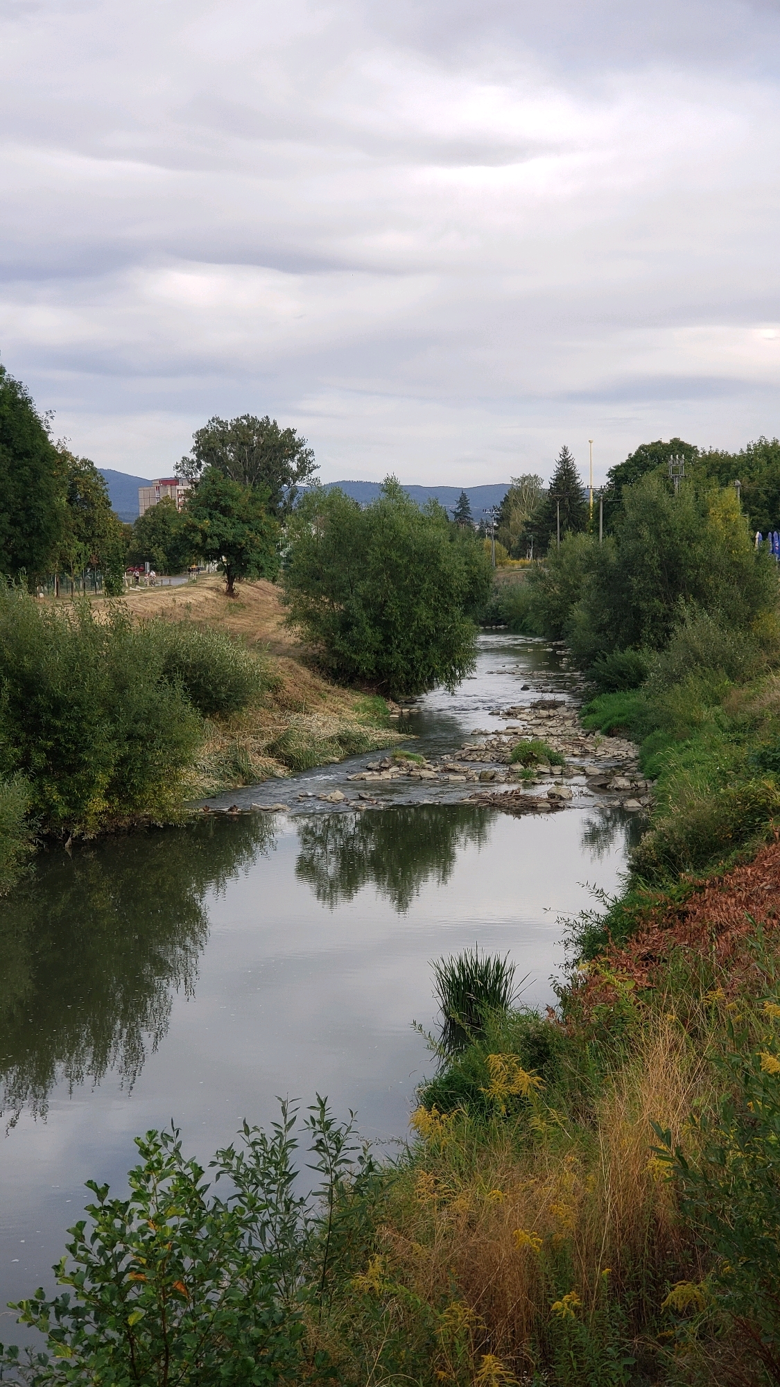 The image depicts a river flowing through a city, likely Prešov, Slovakia, under an overcast sky. The river's surface is calm, reflecting the surrounding vegetation and the sky. Rocks are visible in the shallow sections of the river. The riverbanks are lined with lush green trees and bushes, with some dry grass and yellow wildflowers on the right bank. In the background, there is a building, trees, and hills, suggesting an urban or suburban environment. There are no people or animals visible in the scene.