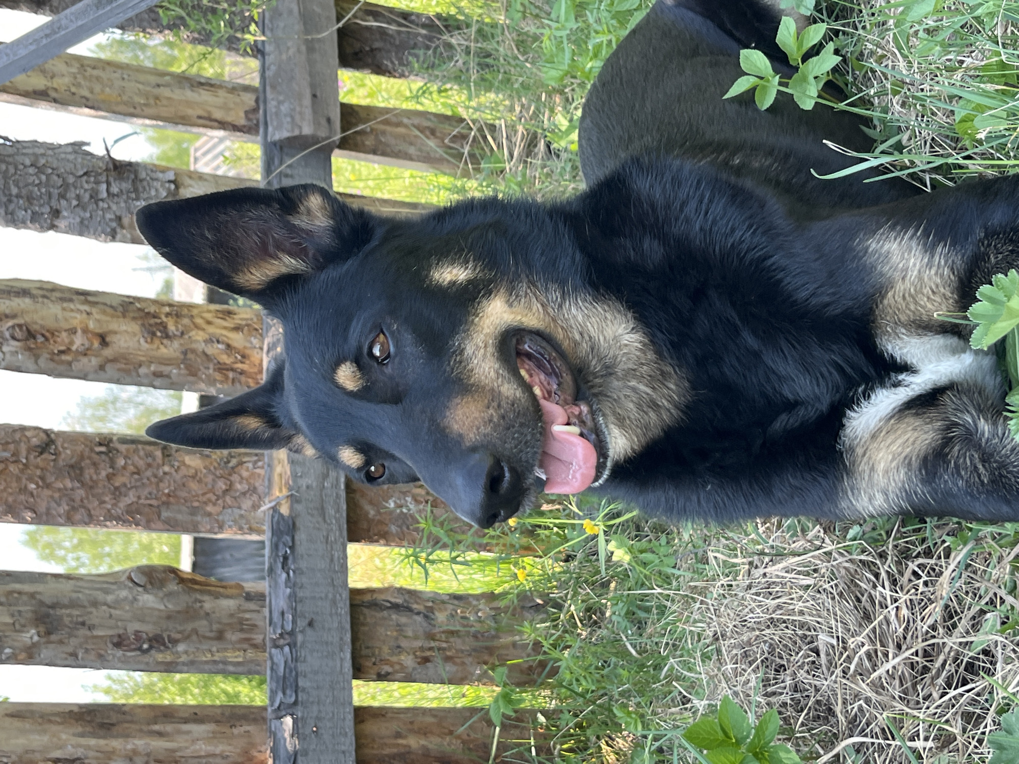 A black and tan dog lies on its back in the grass next to a weathered wooden fence. The dog's tongue is hanging out, and it appears to be panting. The location cannot be determined.