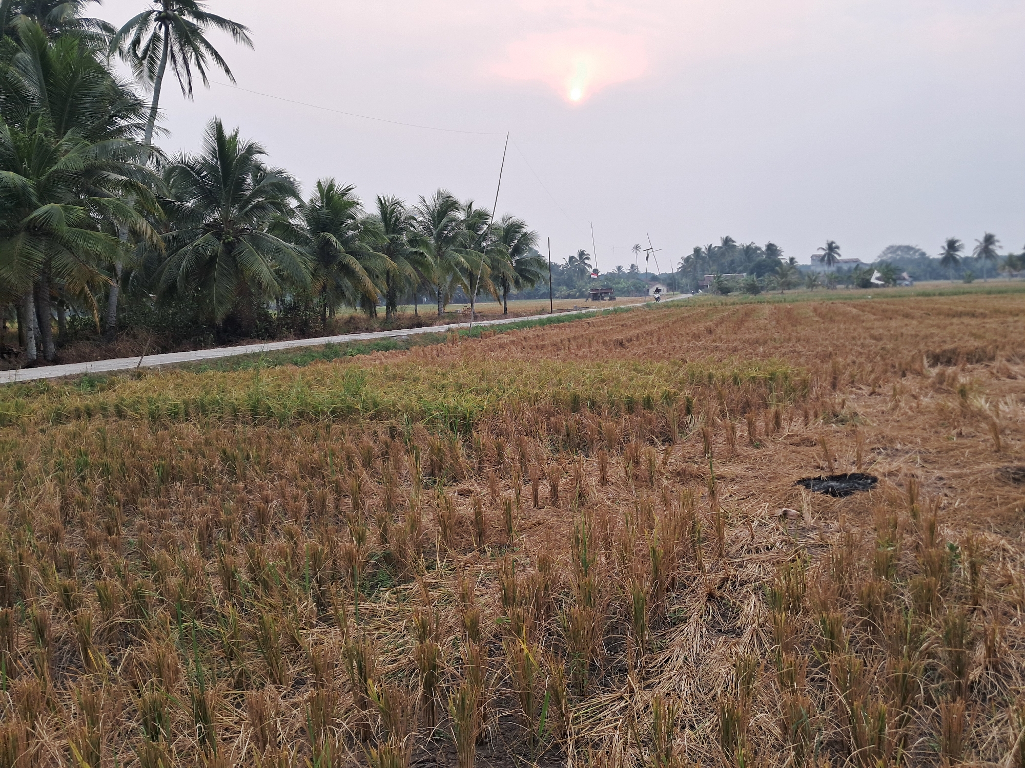 The image depicts a rural landscape in Mempawah, Indonesia, during what appears to be late afternoon or early evening, given the soft, diffused sunlight from the setting sun visible in the upper portion of the sky. The foreground is dominated by a harvested rice field, characterized by stubble and dry, yellowish-brown straw. The rows of cut rice stalks are clearly visible, indicating recent agricultural activity. To the left of the field, a paved road runs horizontally across the frame, bordered by a line of mature palm trees. These trees, with their characteristic fronds, suggest a tropical or subtropical environment. Beyond the road and palm trees, another, less distinct, harvested field can be seen. In the distance, a cluster of houses and other vegetation are visible, contributing to the rural character of the scene. A single motorcycle rider is present on the road, moving away from the viewer towards the right side of the image. Several utility poles with visible wires are also present, indicating the presence of infrastructure. The overall atmosphere is serene and indicative of a rural setting in Indonesia.
