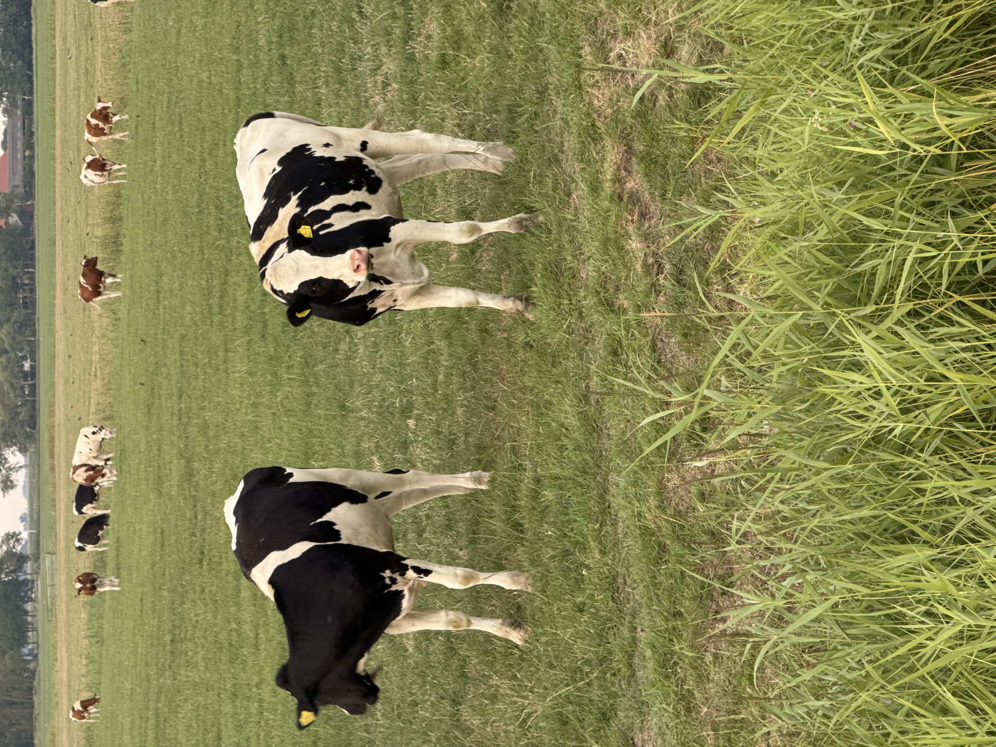 The image depicts a grassy field in Pingjum, Netherlands, with several cows present. In the foreground, two black and white cows are standing, one facing the viewer and the other facing away. The cow facing the viewer has yellow ear tags. In the background, several other cows, a mix of brown and white and black and white, are scattered across the field. The field is lush green, with trees visible in the far distance. The sky is overcast. There are no people or buildings immediately visible in the scene. The overall impression is one of a rural, pastoral setting.
