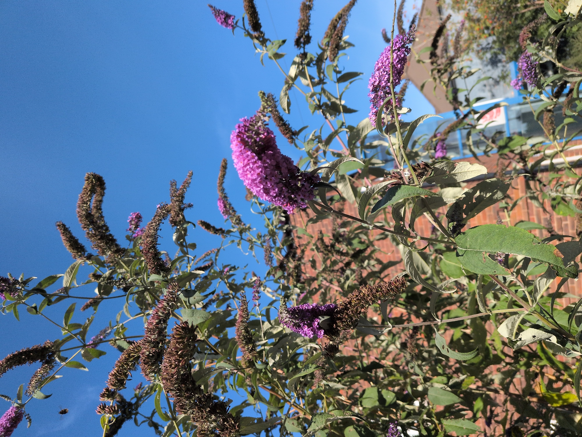 The image shows a close-up of a flowering plant with purple blooms, likely a Butterfly Bush (Buddleja davidii), set against a clear blue sky. The plant has long, conical flower spikes and green leaves, some of which appear dried or damaged. Behind the plant, a brick building is visible, suggesting an urban or suburban environment. In the background, parts of other buildings and vegetation can be seen, as well as a bright blue structure, possibly a window frame or a piece of outdoor furniture. The lighting suggests it is daytime, with sunlight casting shadows. A small insect, possibly a bee, is captured in flight near the top left of the frame. The scene appears to be located in the city of Telford, United Kingdom, given the context provided.