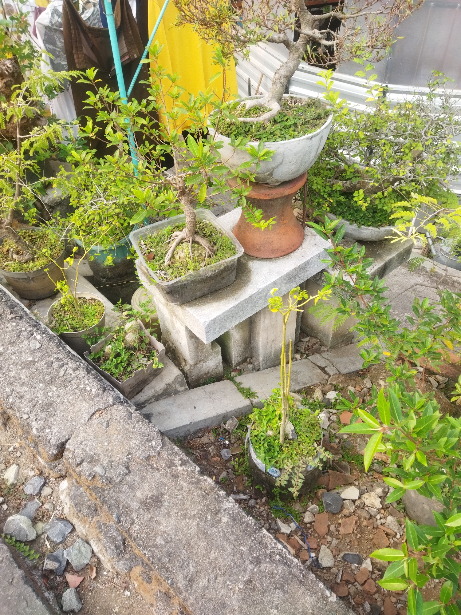 The image depicts an outdoor scene with several potted plants, primarily bonsai, arranged in what appears to be a garden or nursery setting. The plants are of varying sizes and are contained in different types of pots, including ceramic, plastic, and concrete containers. Some pots are placed on concrete blocks, suggesting a deliberate arrangement or display. The ground is covered with dirt, small rocks, and broken pieces of brick. In the background, there are hints of laundry hanging on a clothesline and a yellow tarp, implying residential proximity. The overall environment is somewhat cluttered but organized, with a focus on the cultivation of the miniature trees. The lighting suggests it is daytime, possibly morning or late afternoon, with soft, diffused sunlight. There are no people visible in the image, nor any direct actions or interactions occurring. The scene is static and observational. Based on the provided context, this scene is located in the city of Wonokarto, Indonesia.