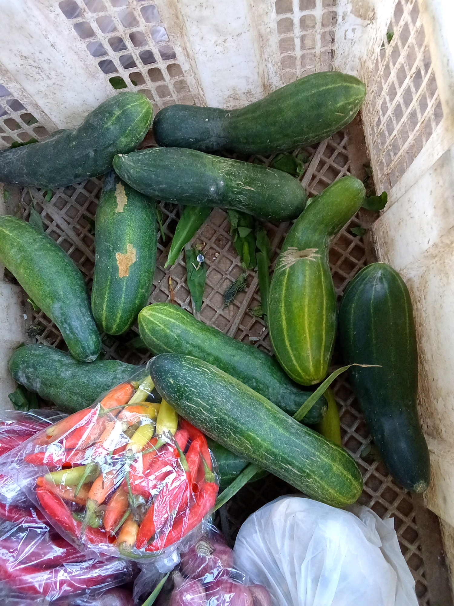 This is a close-up, high-angle, eye-level, outdoor, natural light photograph of a collection of fresh produce, primarily cucumbers, in a woven plastic basket. The basket is a beige-white color with a grid pattern and is positioned slightly off-center to the right, taking up about three-quarters of the frame.
The main subjects are approximately twelve cucumbers, varying in size and shade of green. Some are uniformly dark green, while others have lighter green stripes or patches. Several cucumbers are curved or slightly misshapen. One cucumber in the upper right quadrant appears to be a darker, almost blackish green. Some of the cucumbers have faint blemishes or discoloration, such as a light brown spot on one of the cucumbers in the center. Leaves, likely from the cucumbers, are scattered among them.
In the bottom left corner, a clear plastic bag is filled with small, brightly colored chili peppers. These peppers are predominantly red, with some orange and yellow ones mixed in. The bag is slightly crinkled. Beneath the bag of chilies, the tops of what appear to be red onions are visible, also packaged.
To the right of the chilies and onions, a white plastic bag is crumpled, partially obscuring the bottom right of the basket.
The environment appears to be a market stall or a place where produce is sold. The grid pattern of the basket suggests it is designed for ventilation or drainage. The overall impression is of fresh, locally sourced produce.
Based on the context provided, this image was taken in the city of Ngasem, Indonesia.