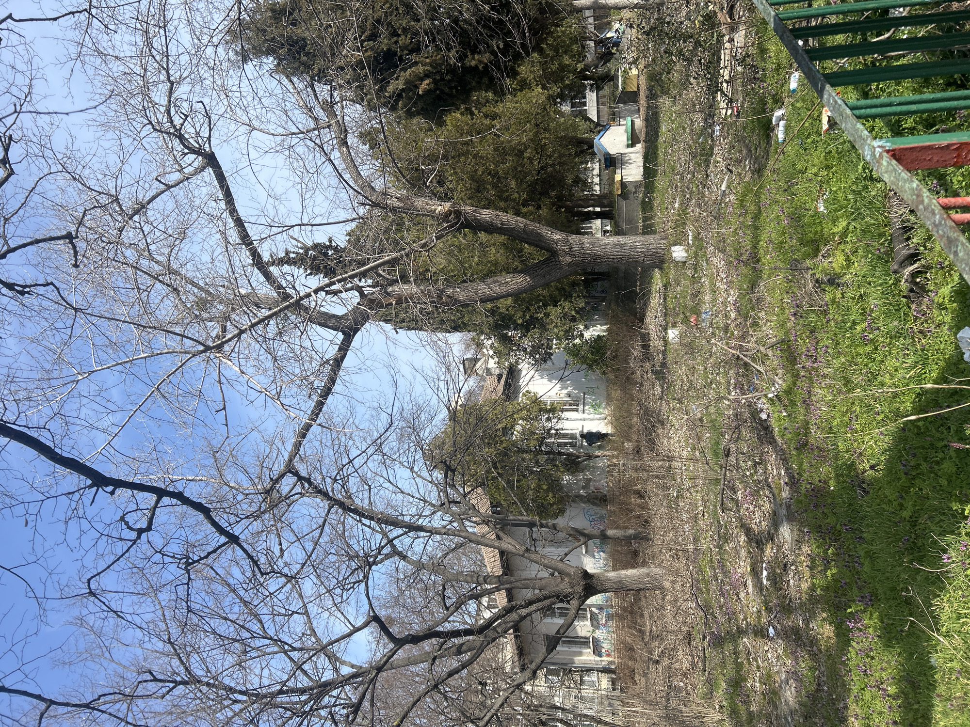 The scene depicts an unkempt outdoor area in Varna, Bulgaria, under a clear, bright blue sky, indicative of early spring. The foreground features a weathered metal fence with vertical green bars and intermittent red accents. Beyond this barrier, the ground is covered with a mix of sparse green grass, dry brown leaves, and scattered small purple flowering plants. Numerous pieces of discarded litter, including plastic bottles, bags, and various wrappers, are strewn across the ground.
Several large, bare deciduous trees with extensive, intricate branch networks are prominent in the mid-ground. Behind these, a two-story building with a light-colored facade and a reddish-brown tiled roof is partially visible. The lower portion of the building's wall is covered in green and white graffiti. One individual, dressed in dark clothing, is standing near the base of this building, facing away from the camera.
To the right of the scene, a cluster of tall evergreen trees partially obscures background structures. A small, white, gabled structure with a blue roof section, situated on a concrete platform featuring yellow and green elements, is also present in the mid-ground. A second, partially obscured human figure is discernible near this smaller structure.