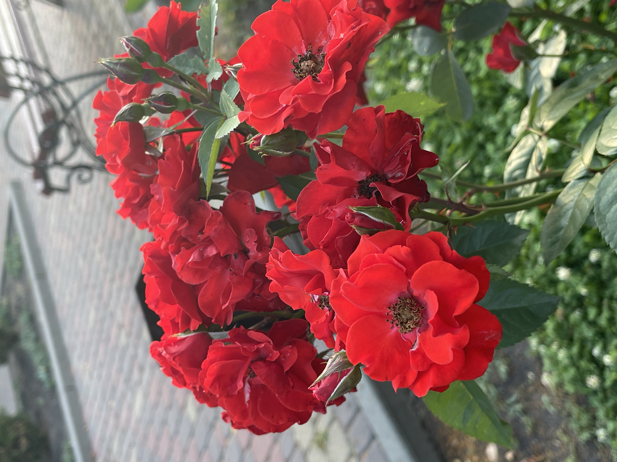 This media file features a cluster of bright red roses, with some fully bloomed and others in bud. The roses are the primary subject, showcasing their delicate petals and intricate centers. The background is softly blurred, revealing a textured surface that appears to be a paved walkway made of light-colored bricks. To the left of the roses, a portion of an ornate, dark metal structure, possibly part of a fence or garden decoration, is visible. The leaves of the rose bush are a deep green, and the overall scene is illuminated by natural light, suggesting it is daytime. The setting, identified as Krasnokutsk, Ukraine, evokes a garden or outdoor urban space. There is no visible text in the image. The composition and focus on the vibrant red flowers suggest a peaceful and visually appealing moment.
