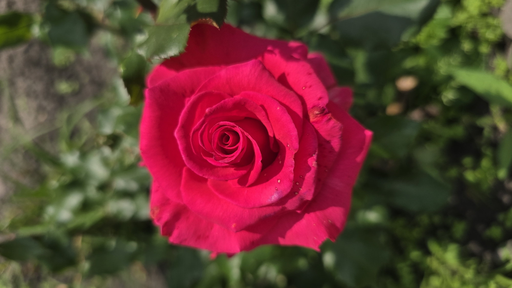 The image is a close-up, top-down shot of a vibrant, deep pink rose in bloom, set against a blurred background of green foliage and dark soil. The rose is the clear focal point, with its intricate, spiraling petal arrangement visible in sharp detail. Small water droplets are scattered across some of the outer petals. The lighting suggests it is daytime, possibly morning or late afternoon, with soft shadows cast on the petals. The overall impression is one of natural beauty and tranquility.
The location in Kyiv, Ukraine, is not discernible from the image itself, as there are no identifying landmarks or contextual clues. The scene could be a garden, park, or any outdoor area with rose bushes.