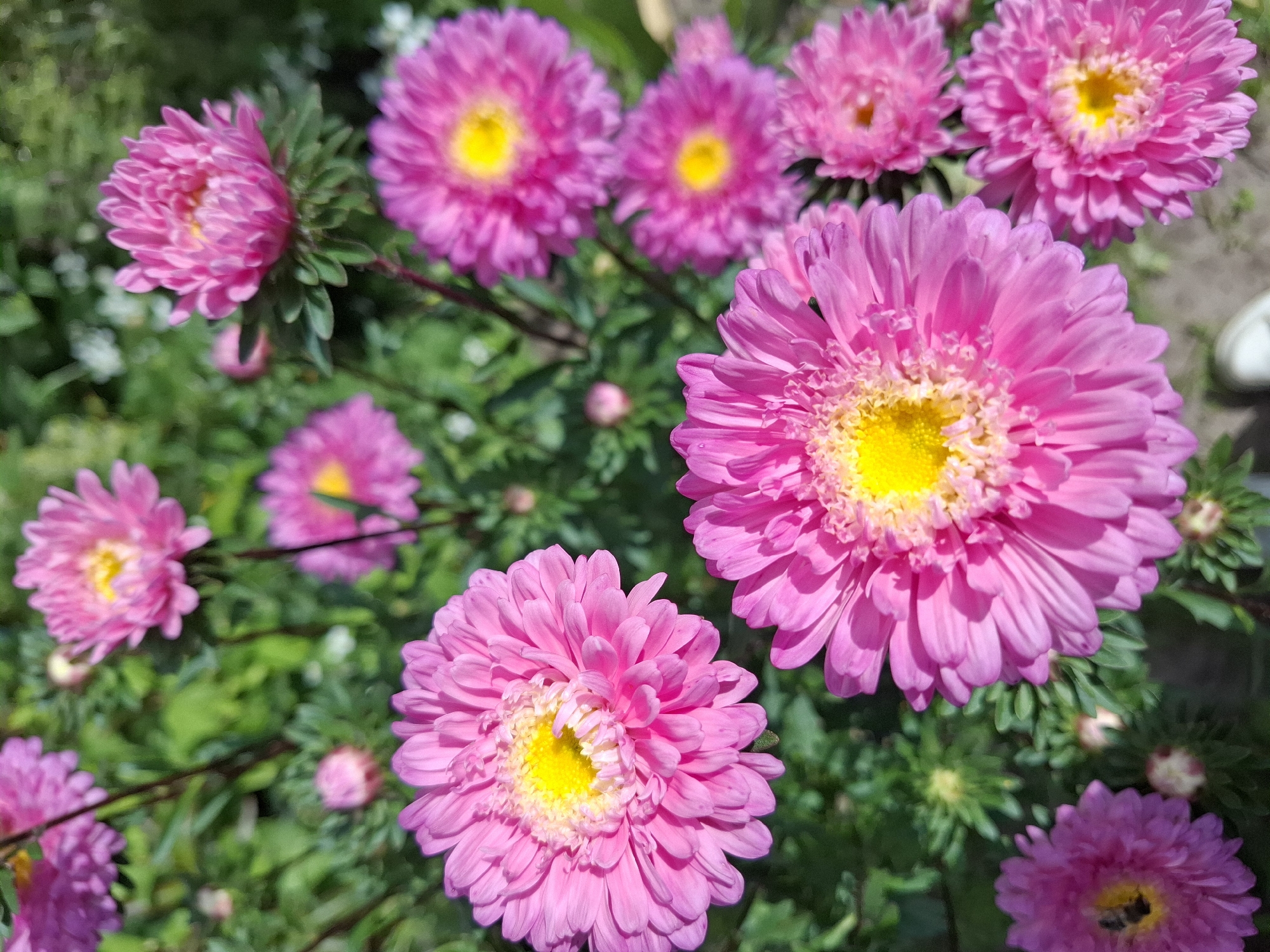 This is a close-up, high-angle shot of a cluster of pink asters with bright yellow centers, likely in a garden. The flowers are in various stages of bloom, with some fully open and others partially closed or in bud. The background is a blur of green foliage and hints of sunlight, suggesting an outdoor setting during the day. The overall impression is one of natural beauty and vibrancy. There is no identifiable location in Romantik, Russia.
