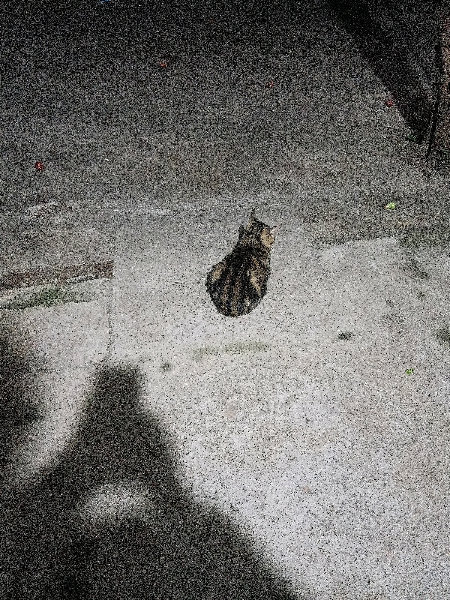 A tabby cat is sitting on a concrete slab in a city environment, possibly Cikal, Indonesia. The cat is facing away from the camera, with its head turned to the left. The concrete is rough and uneven, with some scattered debris. A shadow of a person is visible in the lower left corner of the image. The background is dark and indistinct, suggesting it might be nighttime or a poorly lit area. The overall scene is gritty and urban.