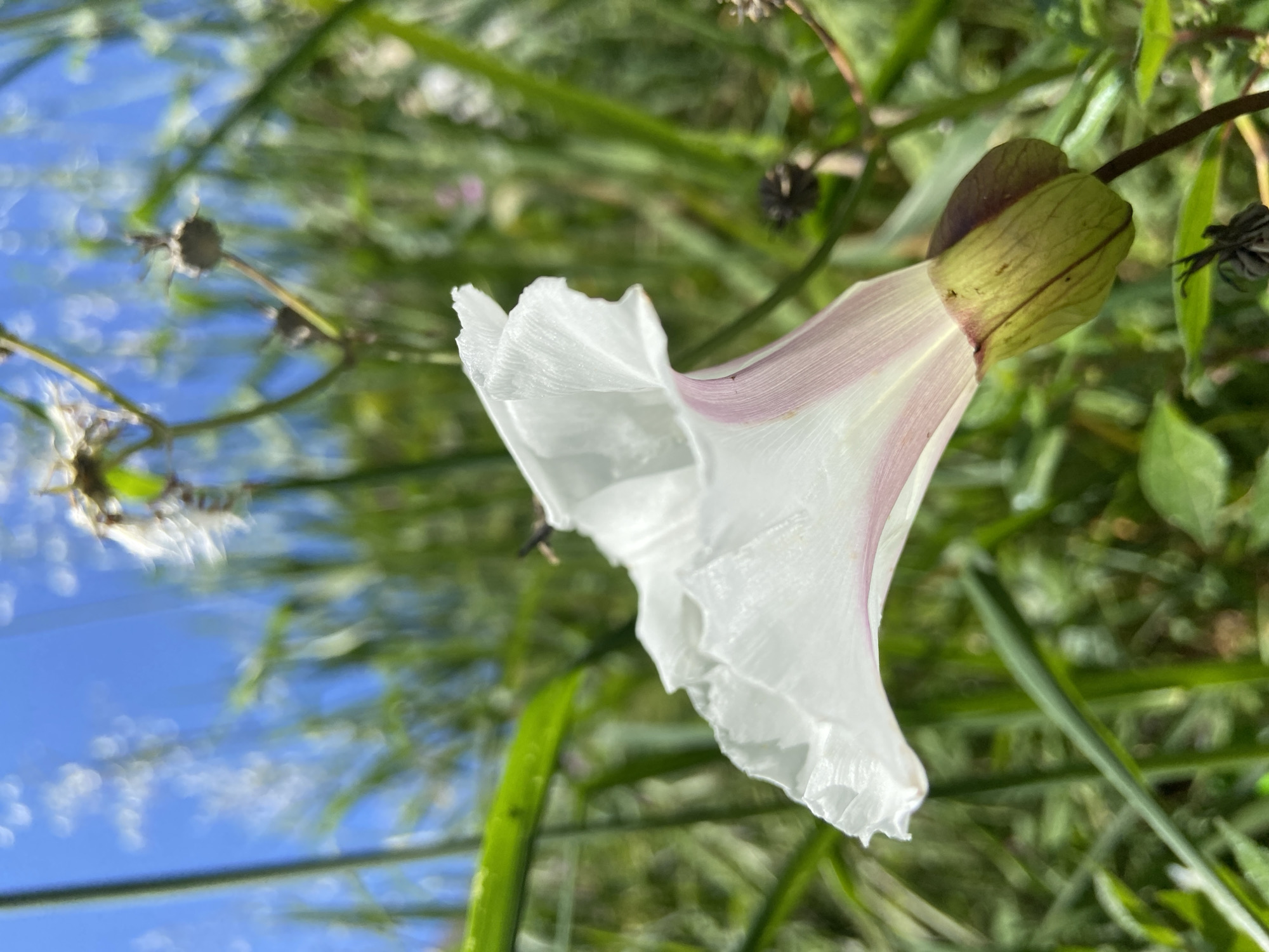 A white flower with a touch of pink is in the foreground, with green grass and foliage around it. The sky is visible in the background, appearing blue with some hazy white clouds. Dark round objects are attached to nearby stems.