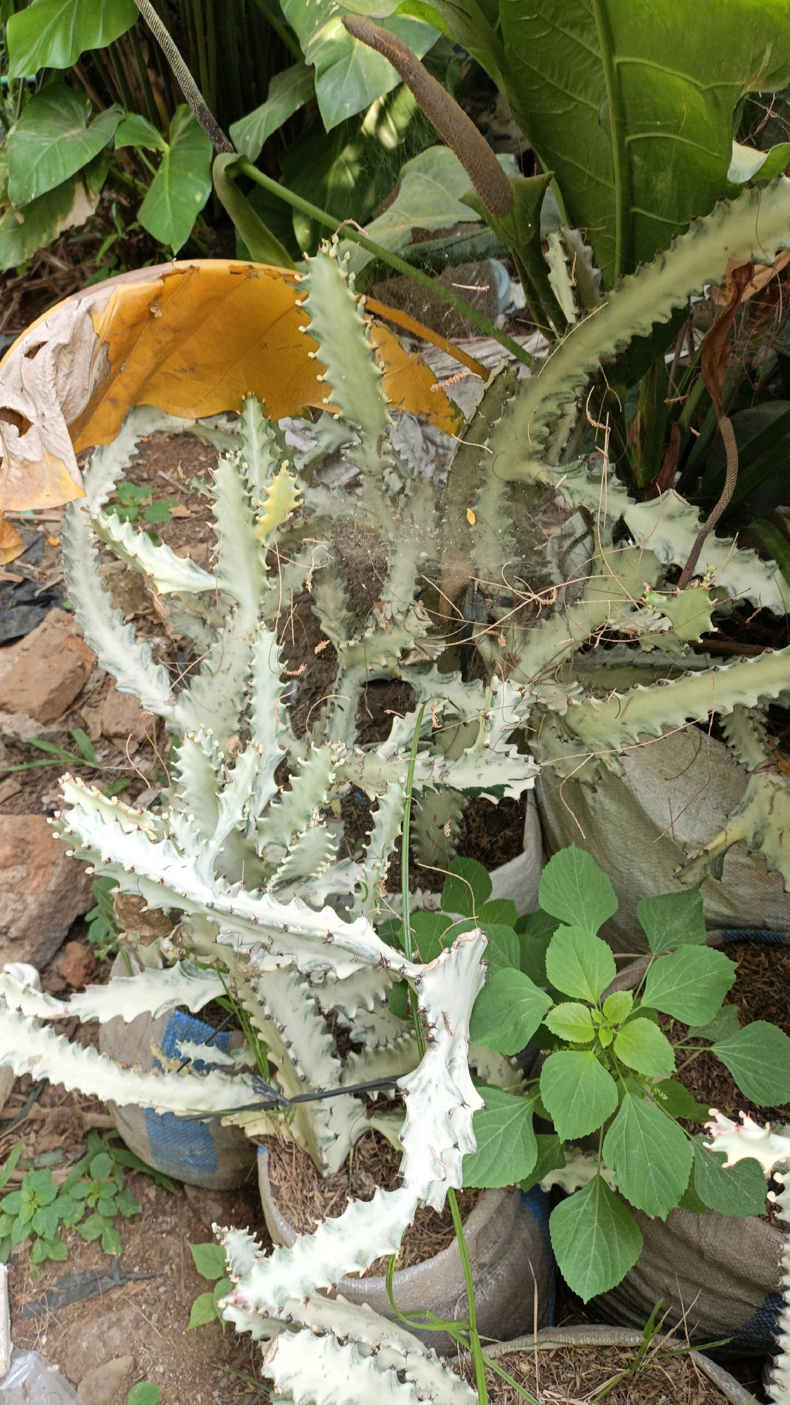In Cikal, Indonesia, a variegated cactus, possibly a Euphorbia lactea, is the central subject of this outdoor photograph. The cactus exhibits distinctive wavy, flattened branches with white and green variegation, and numerous small spines along its edges. It is planted in a pot that is partially visible and appears to be made of a beige, woven material, suggesting a rural or garden setting. In the background, large, glossy green leaves of another plant, possibly an Anthurium or similar tropical foliage, are prominent, with one large, dried, yellow leaf from an unidentified plant resting on top of the cactus. The ground is covered with dry leaves, soil, and scattered rocks. The overall environment suggests a humid, possibly tropical climate. There are no people or animals visible in the image. The lighting is natural, indicating it was taken during the daytime.