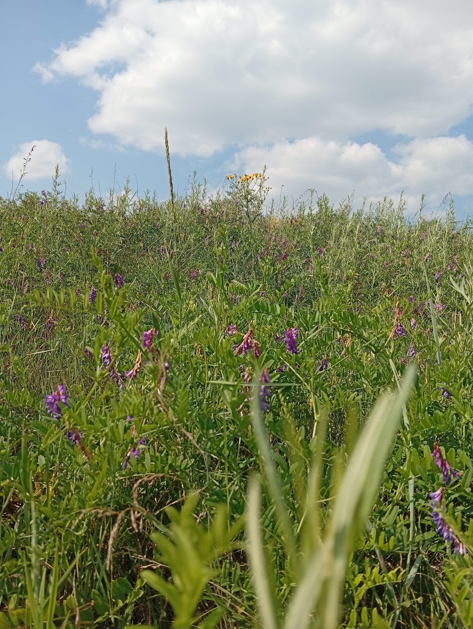 This is a full-frame, eye-level, outdoor, daytime photograph taken in Minusinsk, Russia. The image depicts a dense field of green vegetation, primarily grasses and flowering plants. The dominant colors are various shades of green, interspersed with small clusters of purple flowers. In the upper portion of the image, a bright blue sky is visible, populated with scattered, fluffy white clouds. The foreground is slightly blurred with out-of-focus green foliage, suggesting a shallow depth of field. The overall impression is that of a natural, uncultivated landscape. There are no people or animals present in the scene.