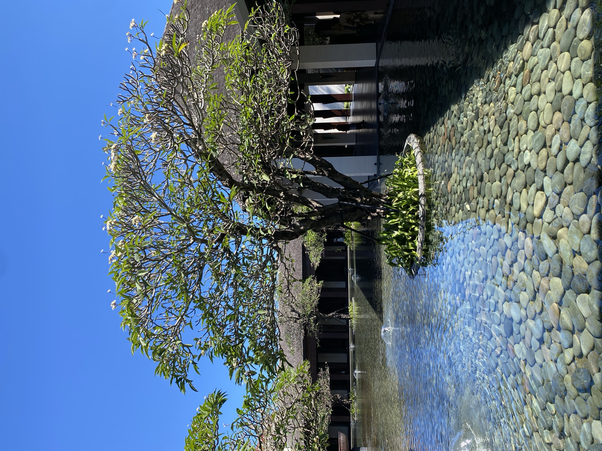 A horizontal-format, medium-shot photograph shows a pond and adjacent building on a bright, sunny day in Kuta Selatan, Indonesia. The pond is filled with rocks of varying sizes and colors, predominately grey, tan, and blue-grey. A tree grows out of a small, artificial island in the pond. The tree is sparsely covered with green leaves and small white flowers. The building in the background has a thatched roof. White posts and dark supports are visible. Small fountains spray water into the pond. The sky is a clear, bright blue.