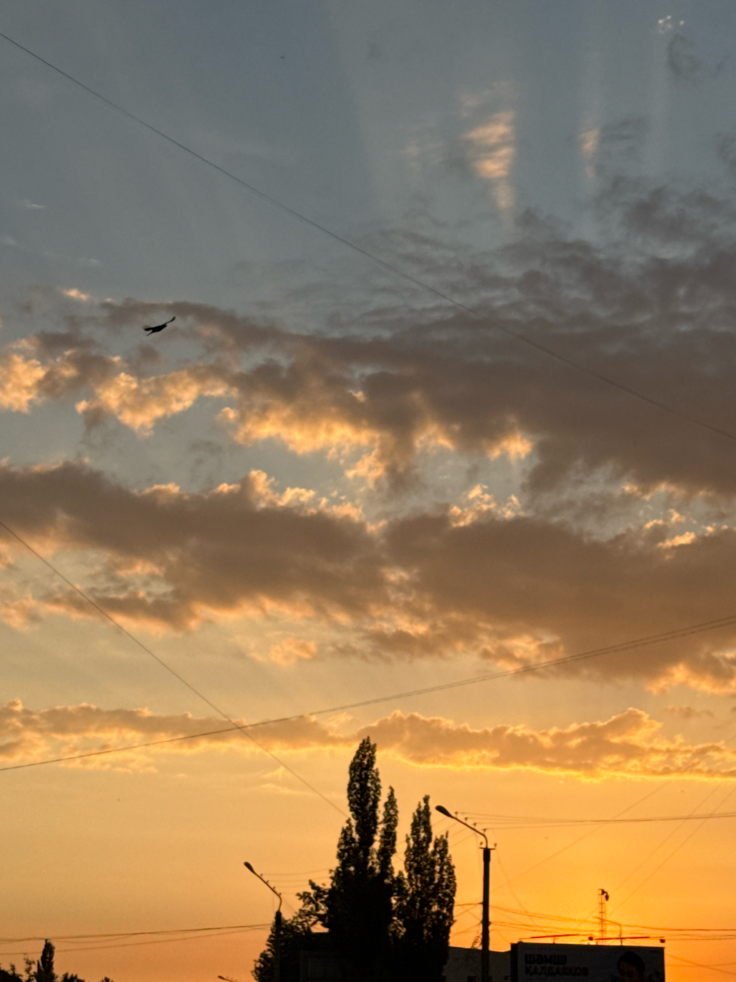 This is a vertical, slightly tilted, medium-shot photograph of a sunset over the city of Pavlodar, Kazakhstan. The sky is a gradient of orange and yellow near the horizon, transitioning to a muted blue and gray at the top. Wispy clouds are scattered across the sky, some tinged with the golden light of the setting sun.
In the upper left quadrant of the image, a single bird is silhouetted against the sky, captured in mid-flight. Several thin, dark power lines crisscross the frame diagonally, creating a network of lines against the sky.
Along the bottom edge of the image, the silhouettes of trees and urban structures are visible. These include tall, slender trees that appear to be poplars, streetlights with curved arms, and the top of a billboard that reads "ШЛЮМ КАЛАМКОР" in Cyrillic. The overall impression is a serene, atmospheric depiction of a city at dusk.