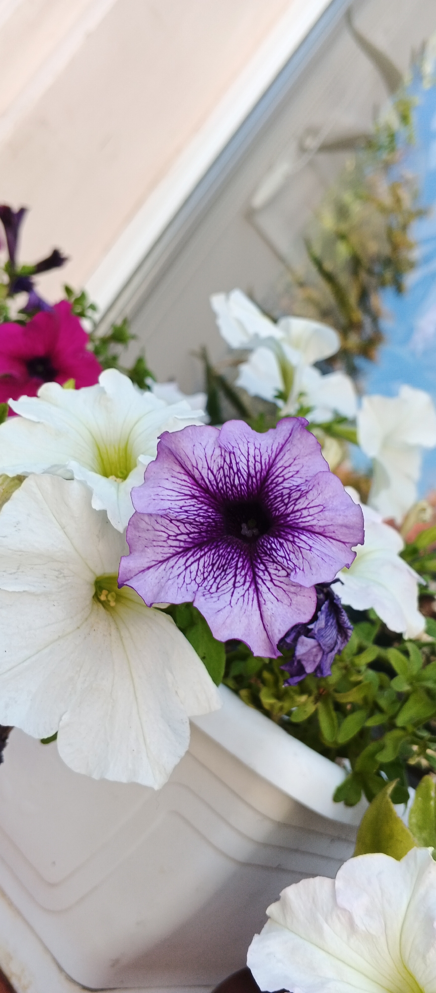 The image shows a close-up view of a planter box filled with various petunias. A prominent purple petunia with dark purple veins is in the center, with white petunias surrounding it. To the left, a fuchsia petunia is partially visible. The planter box itself is white and appears to be made of plastic, with a ridged texture. In the background, a window or glass surface reflects the sky and some greenery, suggesting an outdoor or semi-outdoor setting. The overall impression is of a brightly colored flower arrangement, likely in a residential or public space. The location of Berehove, Ukraine is not directly discernible from the visual elements of the image.