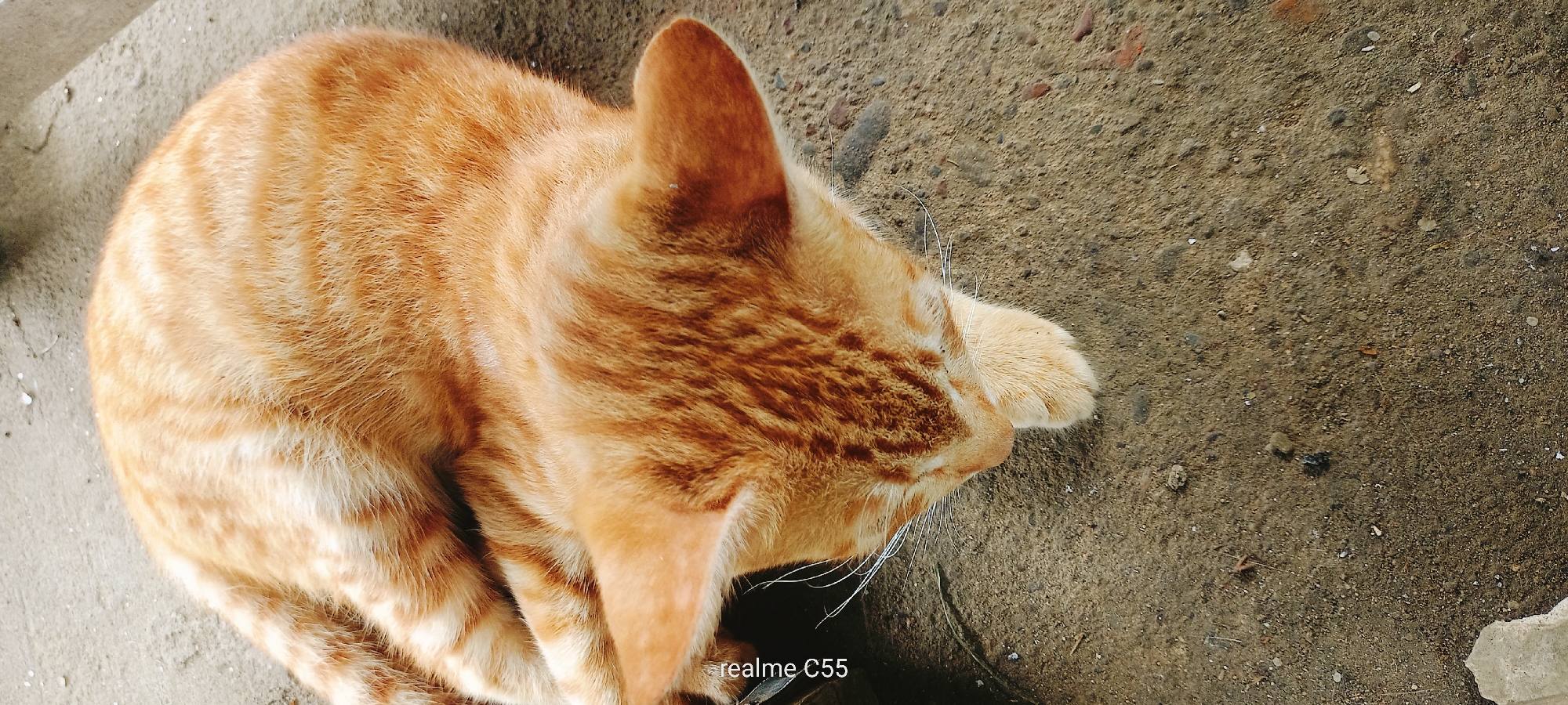 The image captures a close-up view of an orange tabby cat curled up on a rough, sandy-colored surface. The cat is resting with its head tucked down, revealing its striped fur and a portion of its paw. Its whiskers are visible, extending outward. The ground appears to be a mixture of dirt and small pebbles. In the lower right corner, a partial watermark reads "realme C55". The setting appears to be an outdoor environment, possibly in Lhokseumawe, Indonesia, given the text on the image. There are no people or other animals present in the frame. The lighting suggests it is daytime.