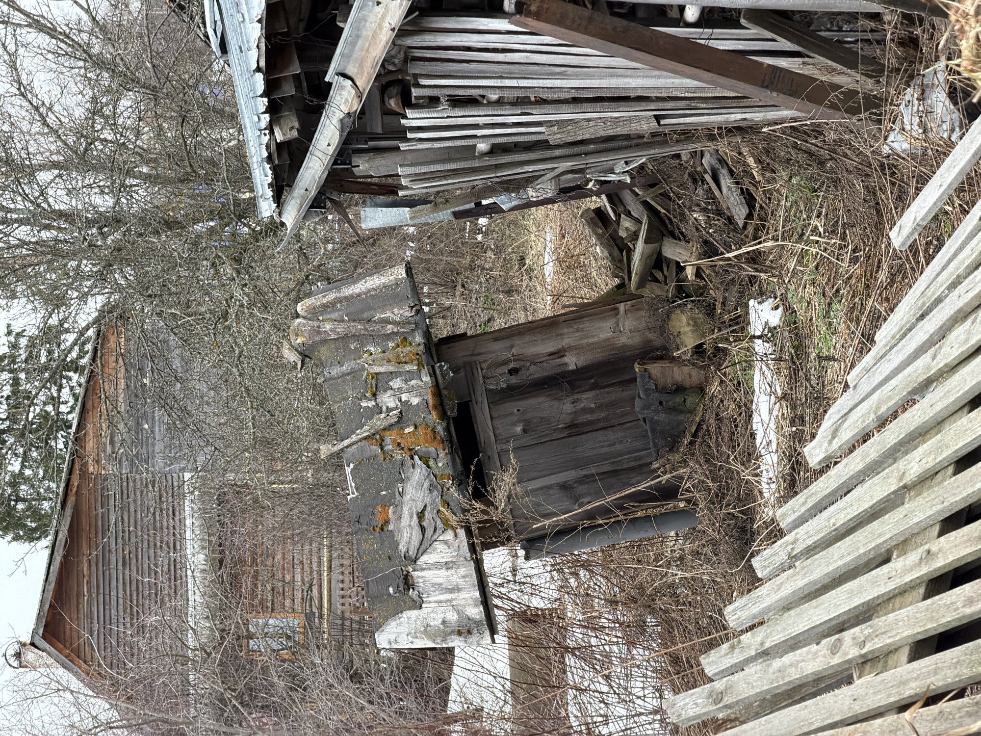 The image depicts a dilapidated wooden structure, possibly an abandoned shed or outbuilding, located in a rural area. The structure exhibits significant decay, with missing or broken planks, damaged roofing, and signs of weathering. Overgrowth of vegetation, including dry weeds and branches, surrounds the structure. To the left, there is a portion of a wooden barn. The scene appears to be set in early spring or late autumn, judging by the bare trees and lack of foliage. No people or animals are visible in the image. The location in the city of Chaikovsky, Russia, is not visually verifiable from the provided image.