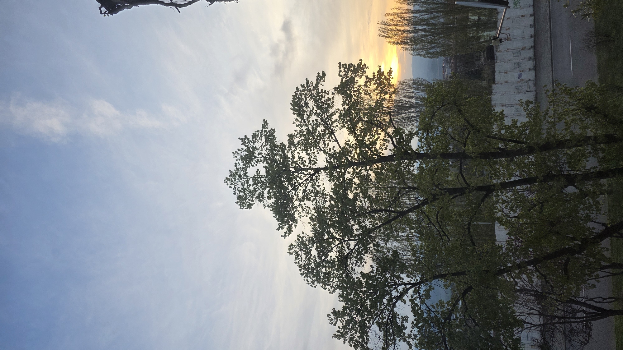 A ground-level shot in Blagoevgrad, Bulgaria, captures a street at sunset. A tall tree with lush green leaves dominates the foreground, its branches reaching toward the sky. Beyond the tree, a row of concrete barriers lines the street. The setting sun casts a warm glow through the trees, silhouetting the distant hills. The sky is a mix of blue and orange, with wisps of clouds. A road runs along the right edge of the frame.