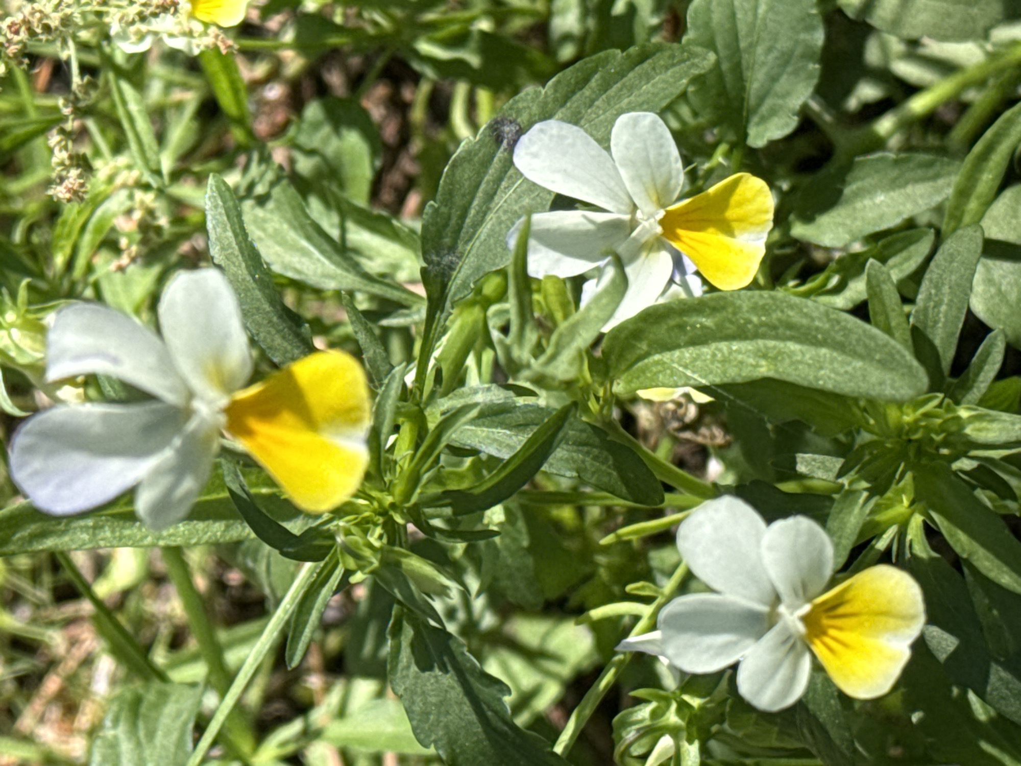 The image shows a close-up view of several small viola flowers with white upper petals and bright yellow lower petals, blooming amidst green foliage. One flower is prominently positioned in the upper center, while two others are visible in the lower half of the frame. The background consists of a blurred mix of green leaves, stems, and some soil, suggesting an outdoor, natural setting. The lighting indicates it is daytime, with sunlight illuminating the flowers. The scene is devoid of people or any artificial structures, focusing entirely on the botanical elements. The location is specified as Korobivka, Ukraine.