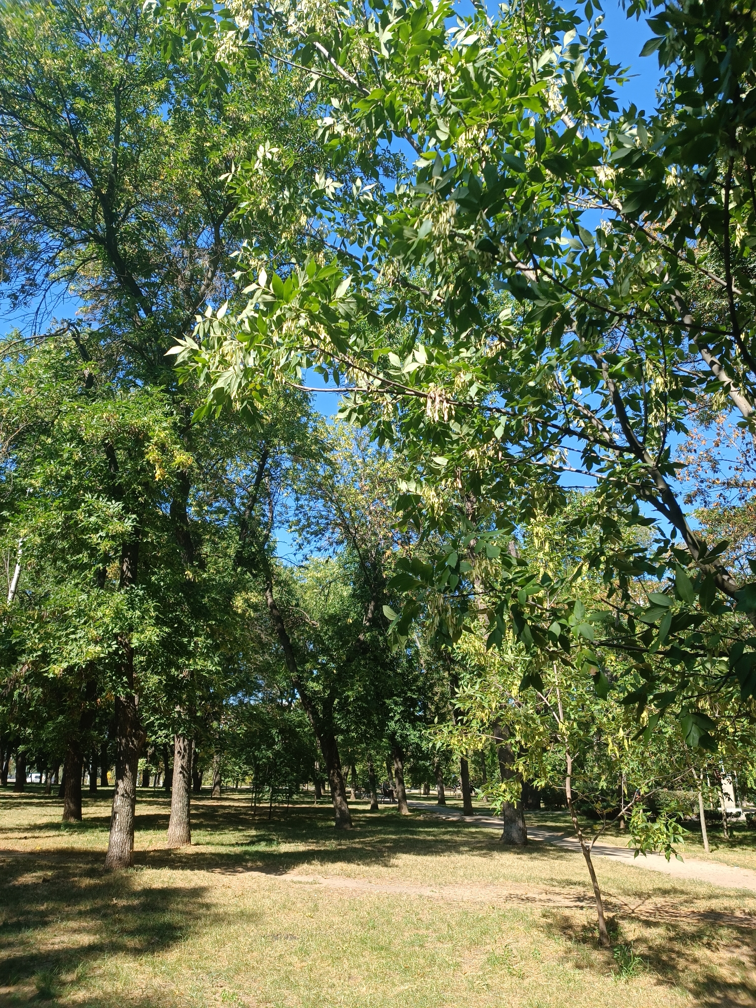The image depicts a park scene on a sunny day, likely in Zaporizhzhia, Ukraine. The foreground features a patch of dry, yellowed grass with dappled shadows cast by overhead trees. A narrow, sandy path winds through the grassy area. In the mid-ground and background, a dense collection of trees with lush green foliage dominates the landscape, some bearing what appear to be seed pods or small, elongated fruits. The sky visible through the leaves is a clear, bright blue. The overall impression is one of a tranquil, natural setting within an urban environment, likely a public park or green space. No people or specific urban structures are clearly visible, although the path suggests a maintained public area.