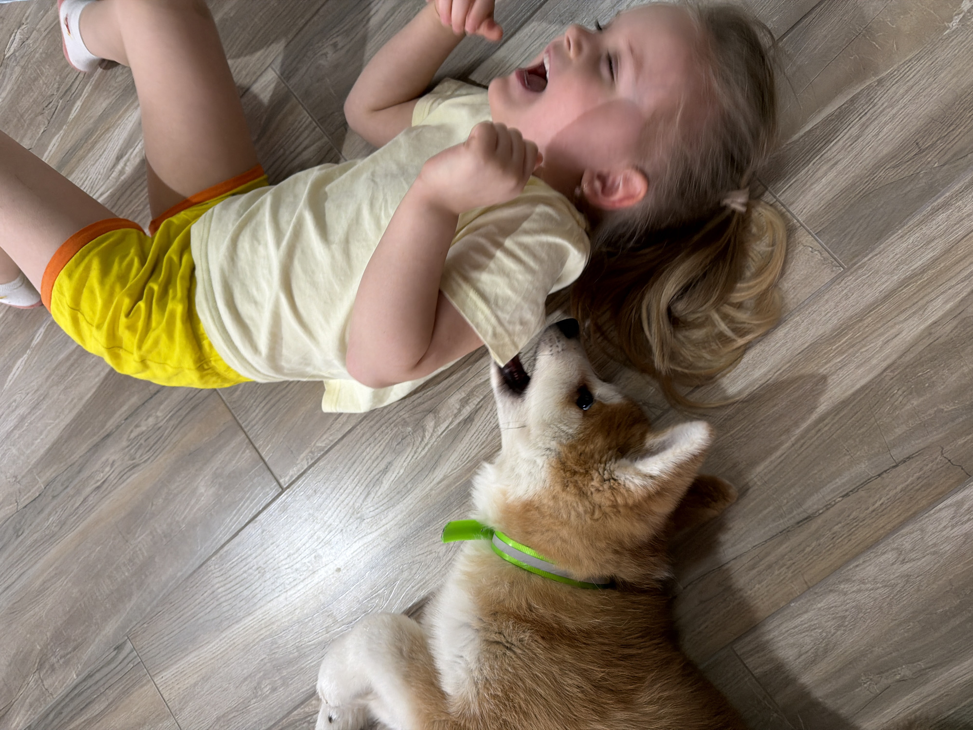 A blonde-haired girl wearing a yellow shirt and yellow shorts with orange trim is lying on her back on a wood-patterned floor. She has her mouth open and arms raised. A tan and white puppy with a green collar is biting at her shirt. The photo was taken indoors, possibly in a private residence in Chaikovsky, Russia.
