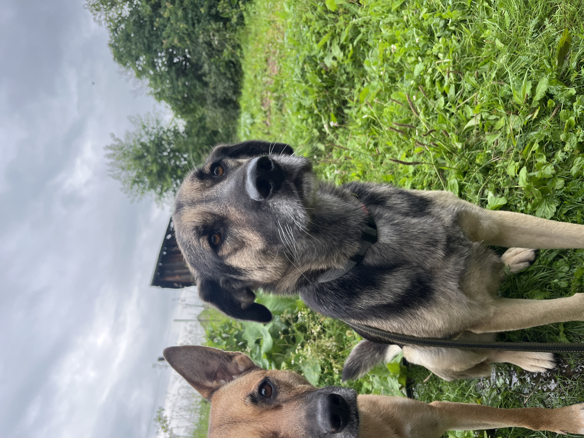 In a natural outdoor setting, two dogs are the central subjects. One dog, a German Shepherd mix with a grey and black coat, is prominently featured in the foreground, looking directly at the camera with its head tilted slightly. Its eyes are a warm brown, and its nose is black. This dog is wearing a black collar. Behind and partially obscured by the first dog is a second, smaller dog with a tan coat, also looking towards the camera with its ears perked. The dogs are positioned on lush green grass, with some wildflowers interspersed. In the background, trees and foliage create a natural backdrop, and a cloudy sky suggests an overcast day. The overall impression is a candid moment of two dogs enjoying the outdoors, possibly on a walk or hike. The image appears to have been taken during daylight hours, given the natural light. There is no visible text in the image.