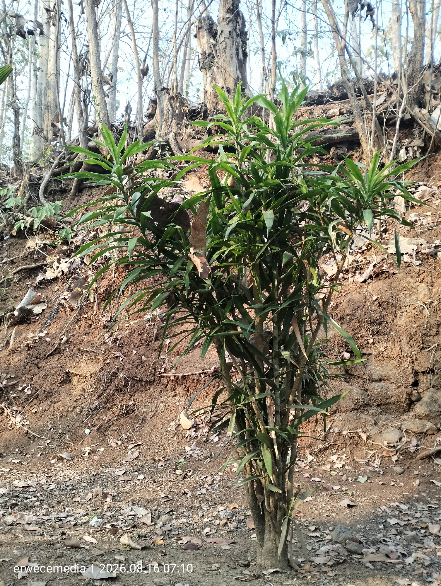 A young, multi-stemmed green plant with long, lanceolate leaves is centered in the foreground of the image. It grows from a base of thick, woody stems in dry, brown soil covered with fallen leaves. Behind the plant is a steep, eroded embankment covered with dry brown soil, exposed roots, and the trunks of several tall, bare trees. The ground in front of the embankment is also covered with dry soil and leaves. The lighting suggests it is daytime. A watermark in the bottom left corner reads "erwecemedia | 2026.08.16 07:10". This image was taken in Imogiri, Indonesia.