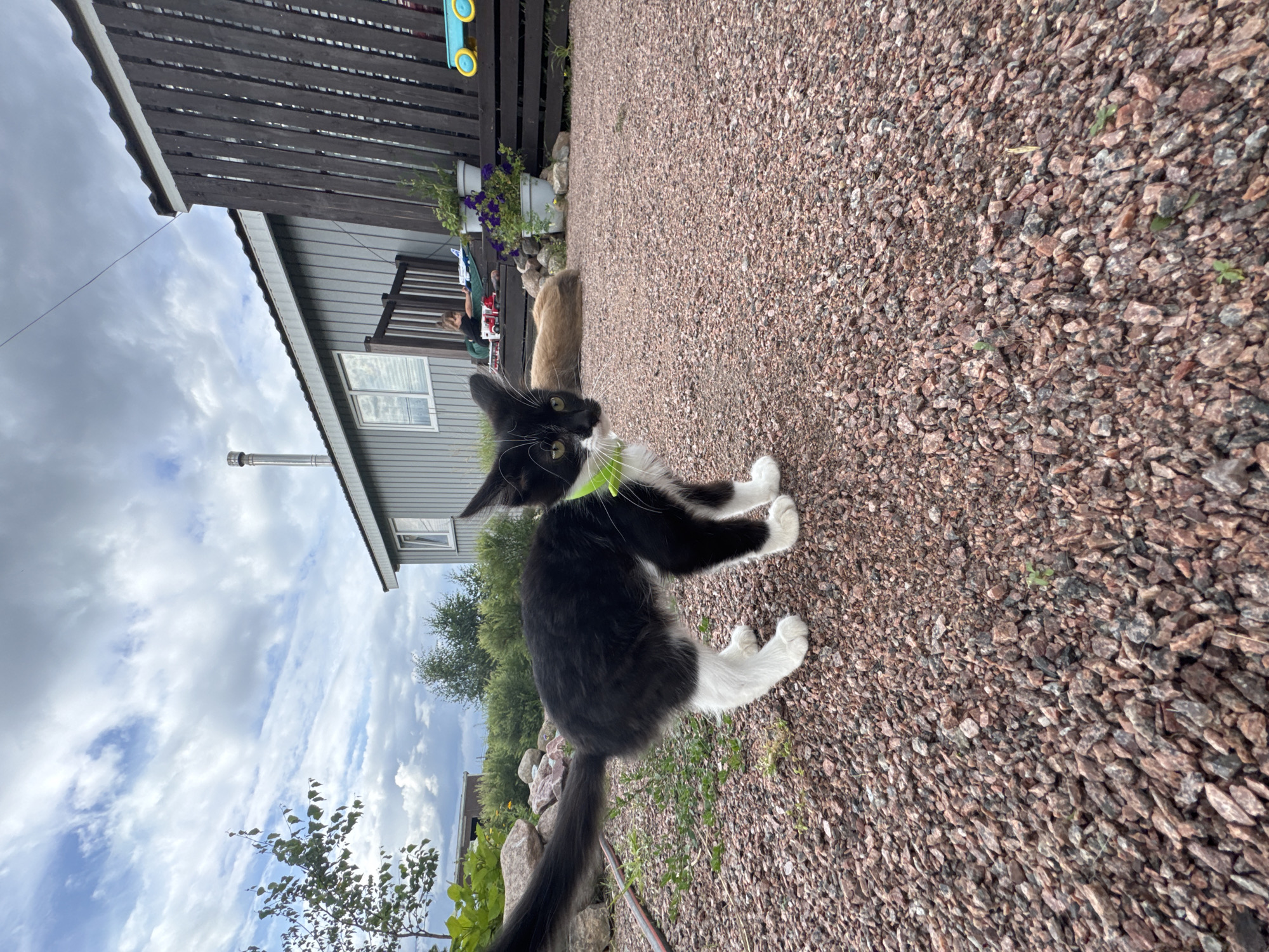 A black and white kitten wearing a bright green collar stands on a gravel surface in front of a grey wooden building. The building has a silver chimney and a dark wooden fence. In the background, a person is sitting on a wooden deck, and a light brown dog is lying down. The sky is cloudy. The image is taken outdoors in Kempelevo, Russia.